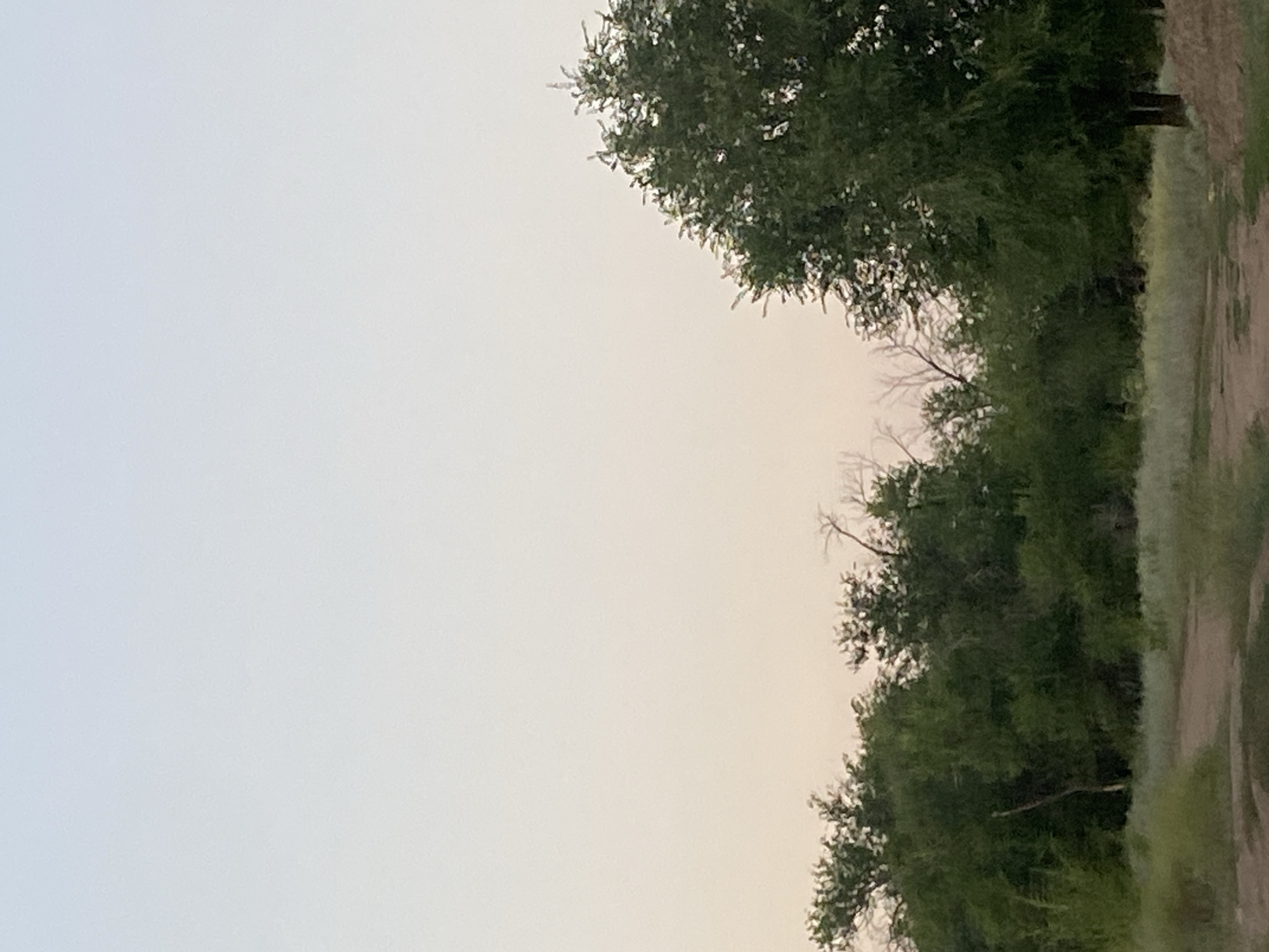 The image shows a natural landscape with trees and a dirt path. The sky is clear and appears to be either dawn or dusk, with a gradient of light blue to pale yellow. The ground is covered in dry grass and a dirt road, suggesting an outdoor, rural environment. The trees are dense and varied in height, with some appearing bare-branched and others full of green foliage. The overall impression is of a tranquil, undeveloped area. There are no people or man-made structures clearly visible in the image. The location is described as Байқоныс ауылдық округі, Kazakhstan.