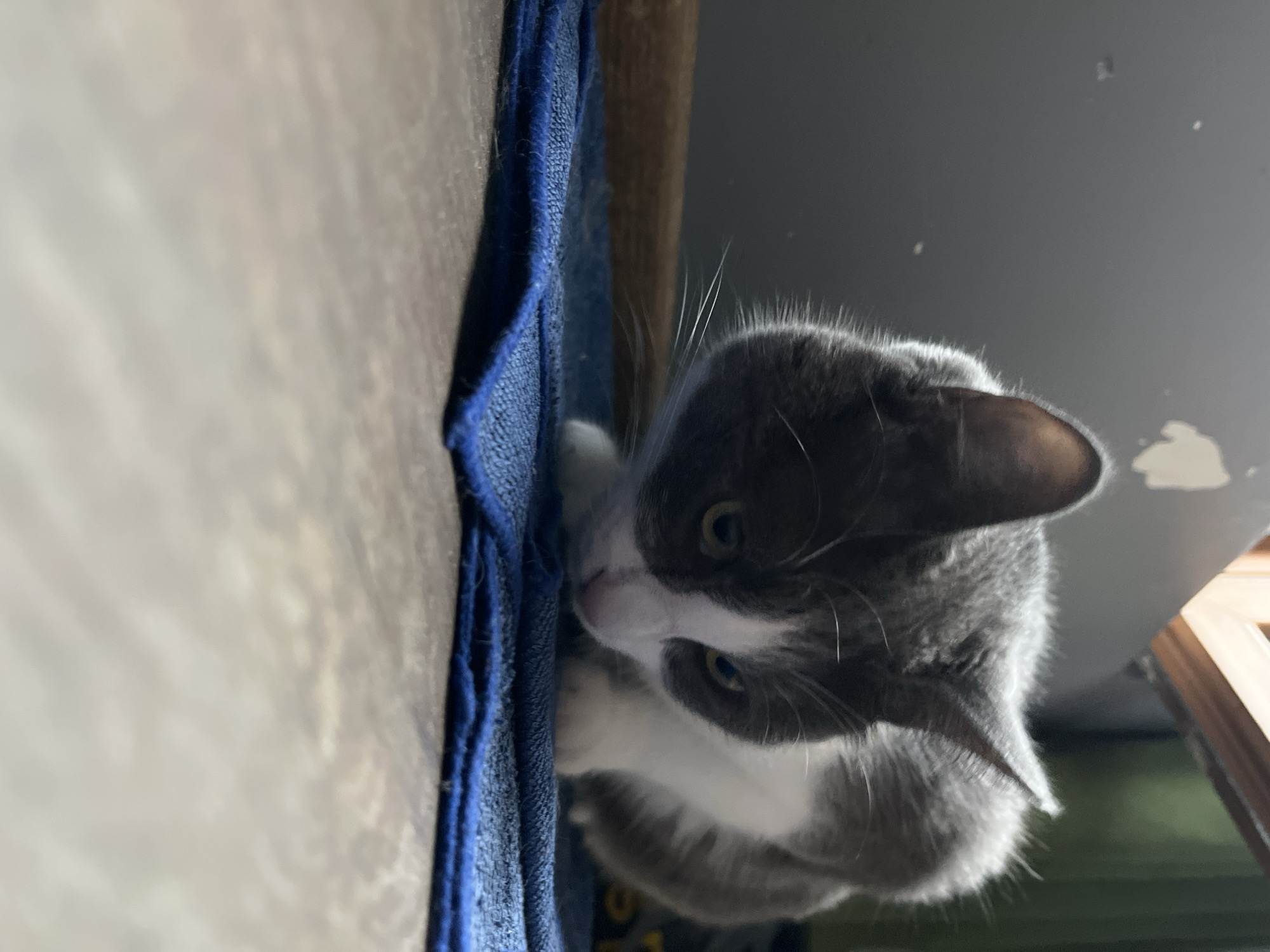 An indoor, low-angle shot shows a gray and white cat crouched on a blue cloth that is placed on a wooden floor. The cat's head is lowered, and its eyes are focused downward. The background is blurred, but suggests a wall, a wooden structure, and possibly a window. The scene appears to be within a residential setting, with no specific landmarks or indicators to place it in Ureki, Georgia.