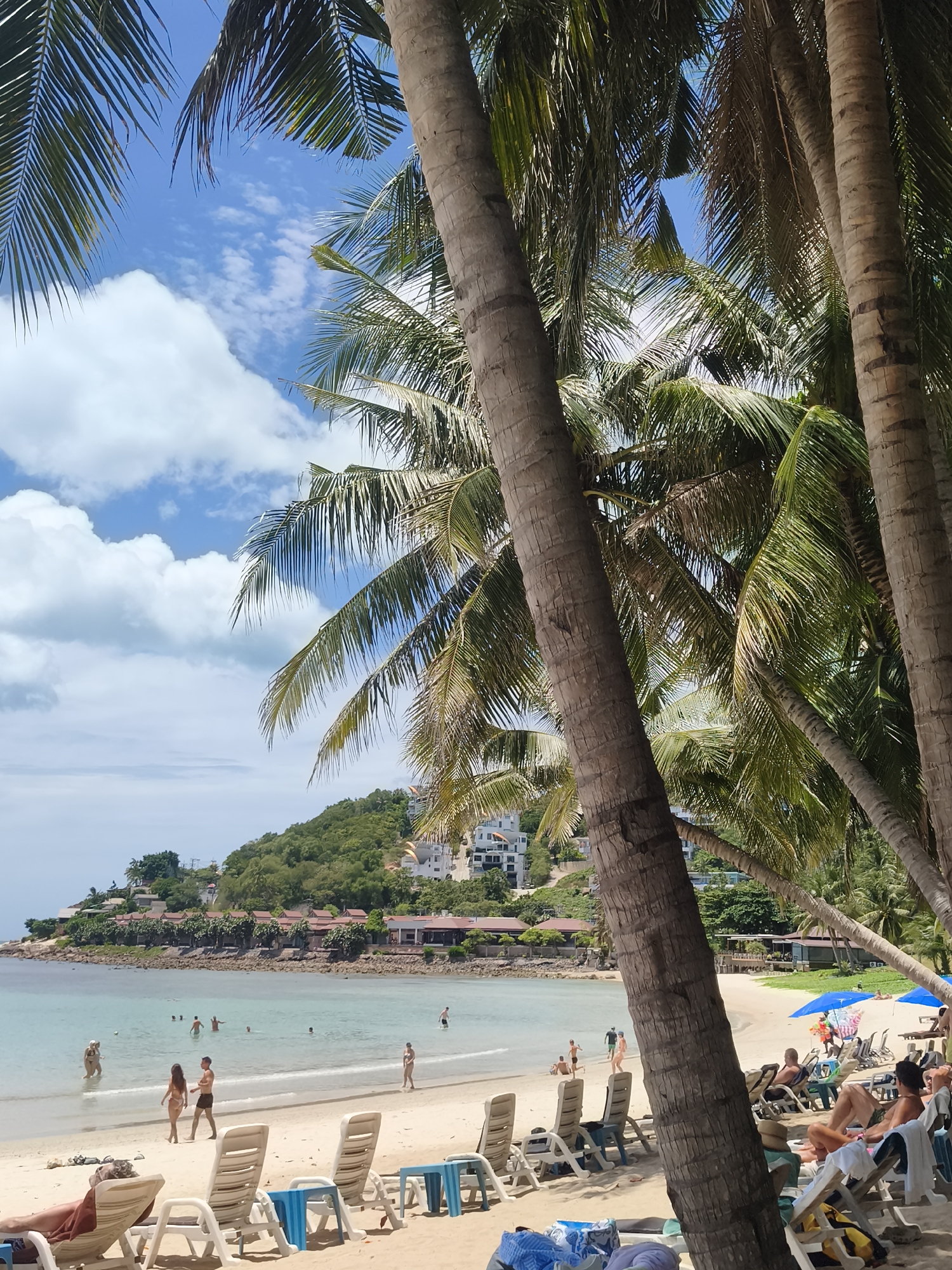 This image depicts a sunny day on a tropical beach in the Ko Samui District of Thailand. The foreground is dominated by the textured trunks and fronds of several mature palm trees. Beyond the trees, a sandy beach stretches towards a calm, turquoise ocean. A gentle shoreline is visible, with several people wading and swimming in the shallow water. In the middle ground, a line of empty lounge chairs and small blue tables are set up on the sand, suggesting a resort or public beach area. Across the bay, a lush green hillside is dotted with white buildings and red-roofed structures, possibly hotels or villas. The sky is a vibrant blue, adorned with scattered white cumulus clouds.