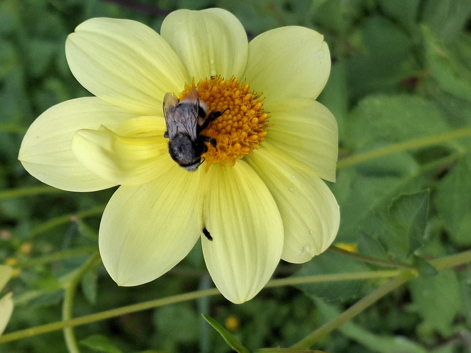 A close-up, eye-level shot captures a bee collecting pollen from the center of a light yellow daisy-like flower. The bee, with its fuzzy grey and black body and visible legs, is positioned directly on the flower's orange disc florets. The flower's petals are delicate and slightly translucent, with water droplets visible on some of them, suggesting recent rain or dew. The background is a soft blur of green foliage, indicating an outdoor, natural setting, likely a garden or park. The lighting is natural, illuminating the subject clearly without harsh shadows. The overall scene conveys a sense of nature's delicate beauty and the intricate relationship between insects and flora.