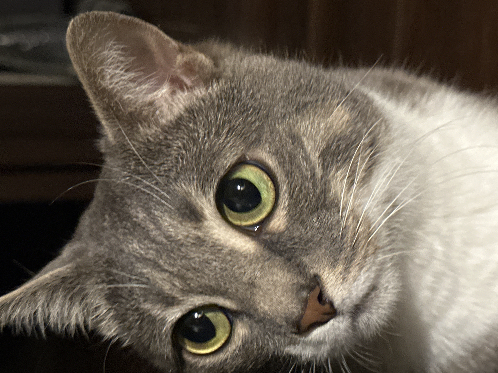 A close-up, chest-up, outdoor, natural lighting, medium shot of a grey tabby cat looking to the left of the frame. The cat has green eyes with black pupils, a pink nose, and white whiskers. Its fur is a mixture of grey, black, and white. The background is dark and out of focus, with a hint of a wooden surface visible on the right. The cat is positioned in an unknown location in Unknown, Unknown.