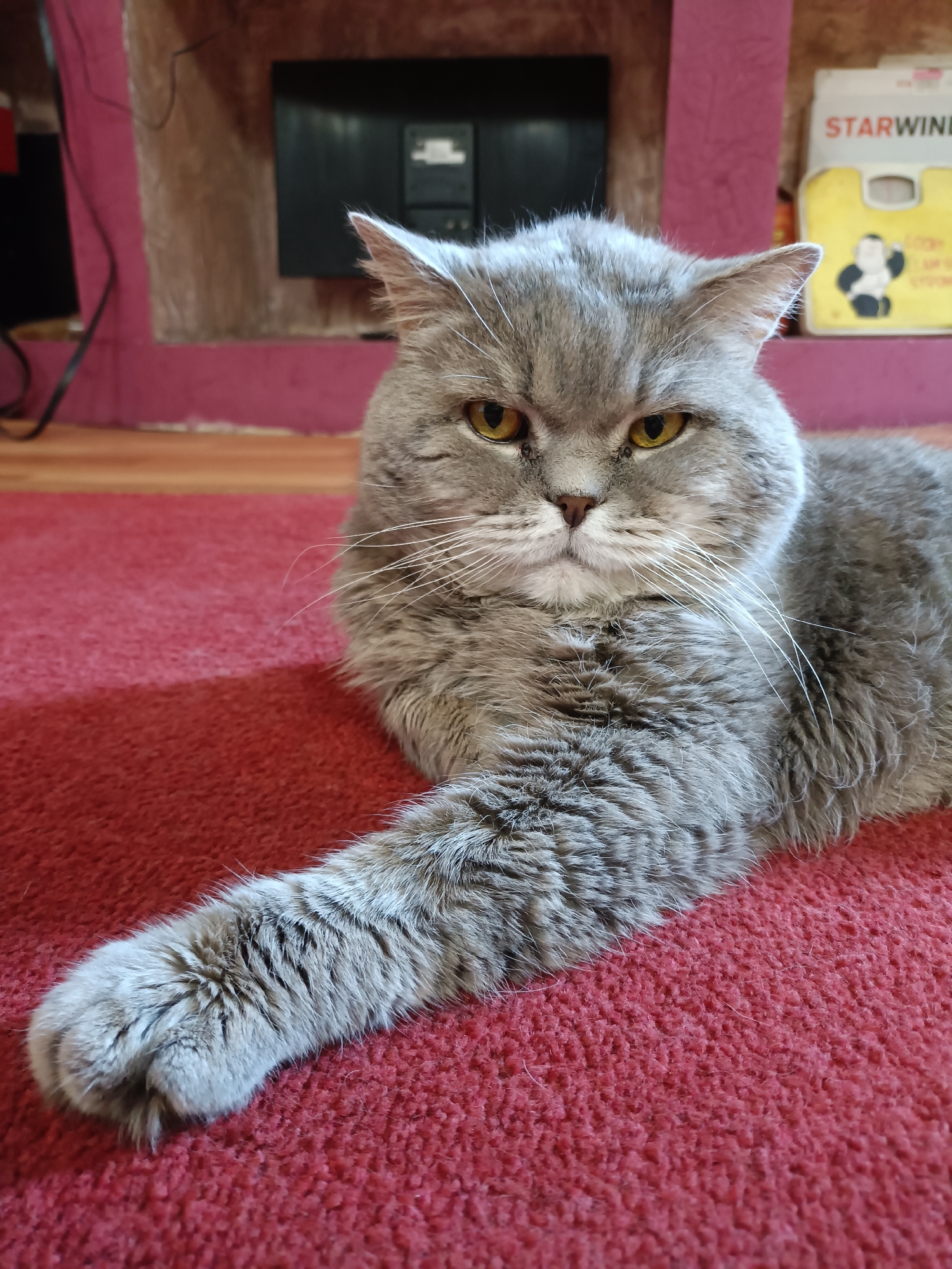 A grey British Shorthair cat with yellow eyes lies on a red carpet. The cat is facing the camera, with its left paw extended forward. In the background, there is a shelf with some items on it, including a yellow box with the word "STARWINE" printed on it. The overall setting appears to be a domestic environment. No specific location in Bataysk, Russia is identifiable from the image.