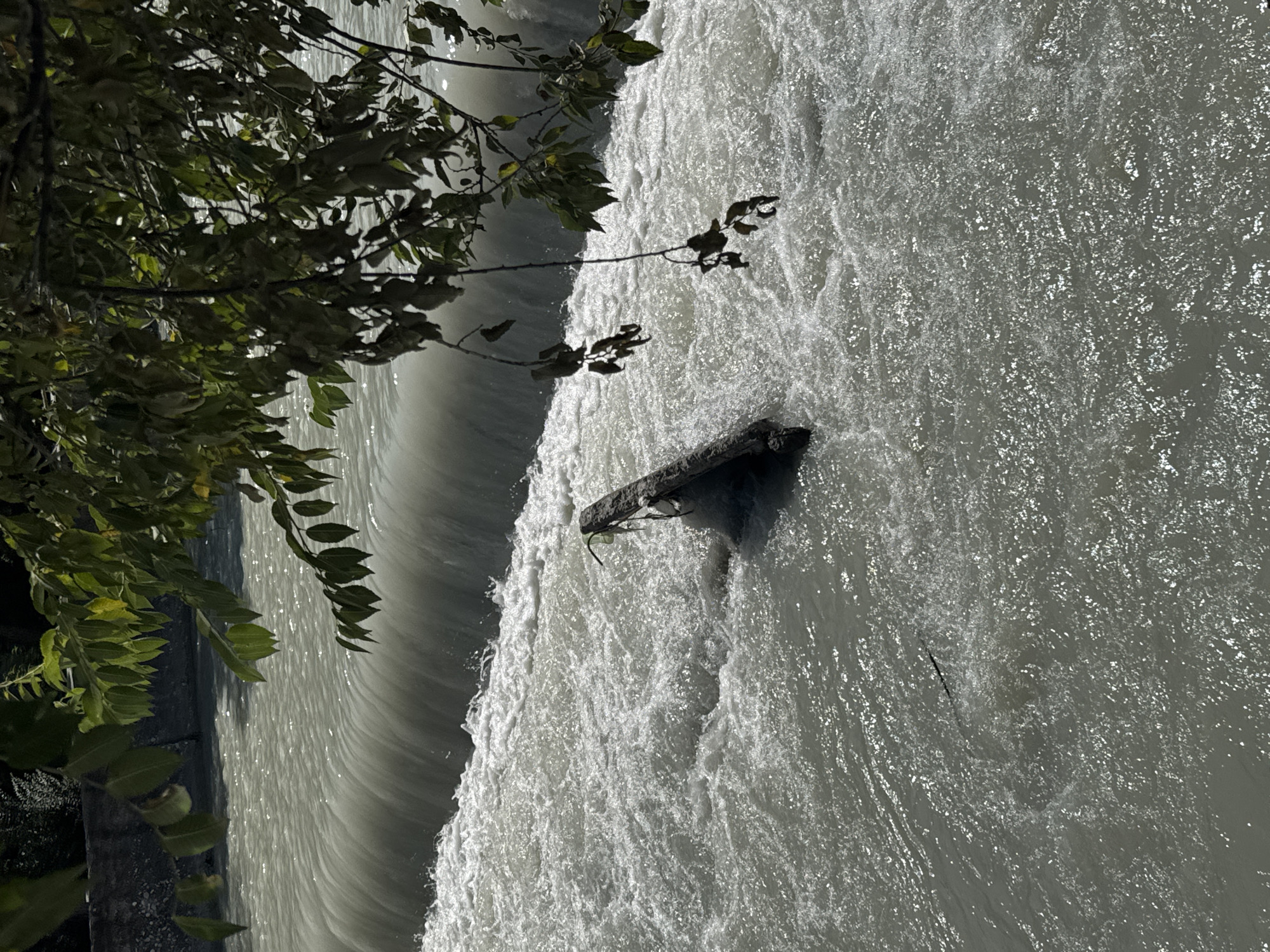 This is an eye-level, medium shot of a turbulent, grey river in Bishkek, Kyrgyzstan. The water flows rapidly over a natural dam, creating white foam and splashes. A dark, waterlogged log is partially submerged in the fast-moving current, near the right edge of the frame. Lush green leaves and branches of a tree hang from the upper right corner, partially obscuring the view of the river and a grey concrete embankment on the left. The sunlight glints off the water's surface, creating a shimmering effect. The scene is devoid of any human presence.
