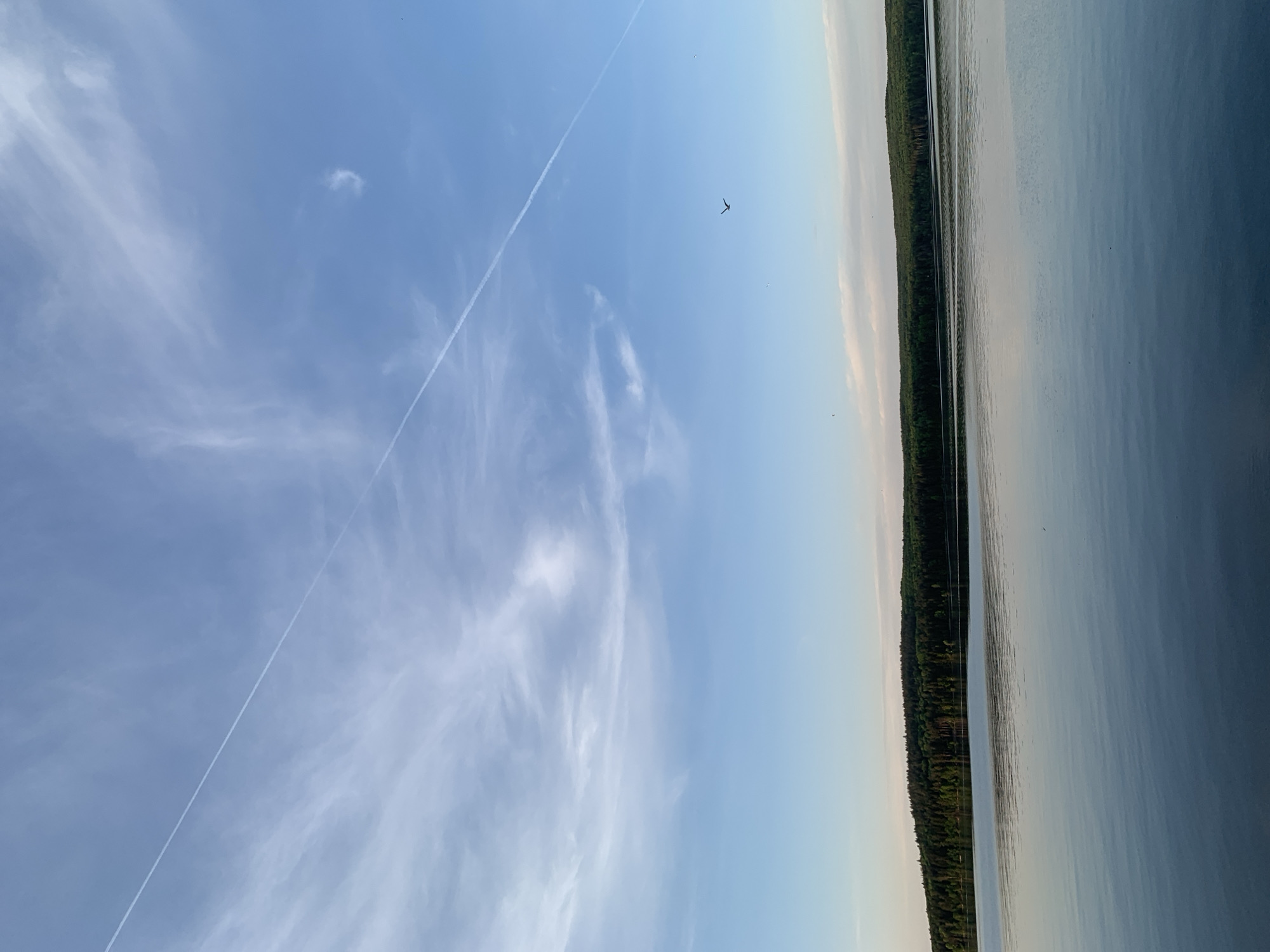The image shows a landscape with a body of water, possibly a lake or river, to the right, reflecting the sky. A dense forest lines the edge of the water. The sky occupies the majority of the image, showing a gradient from light blue near the horizon to a darker blue higher up. Wispy clouds are scattered across the sky, and a contrail runs diagonally from the lower left to the upper center. A small, dark object, possibly a bird, is visible in the center of the sky. The image location is potentially in the city of Chaikovsky, Russia.