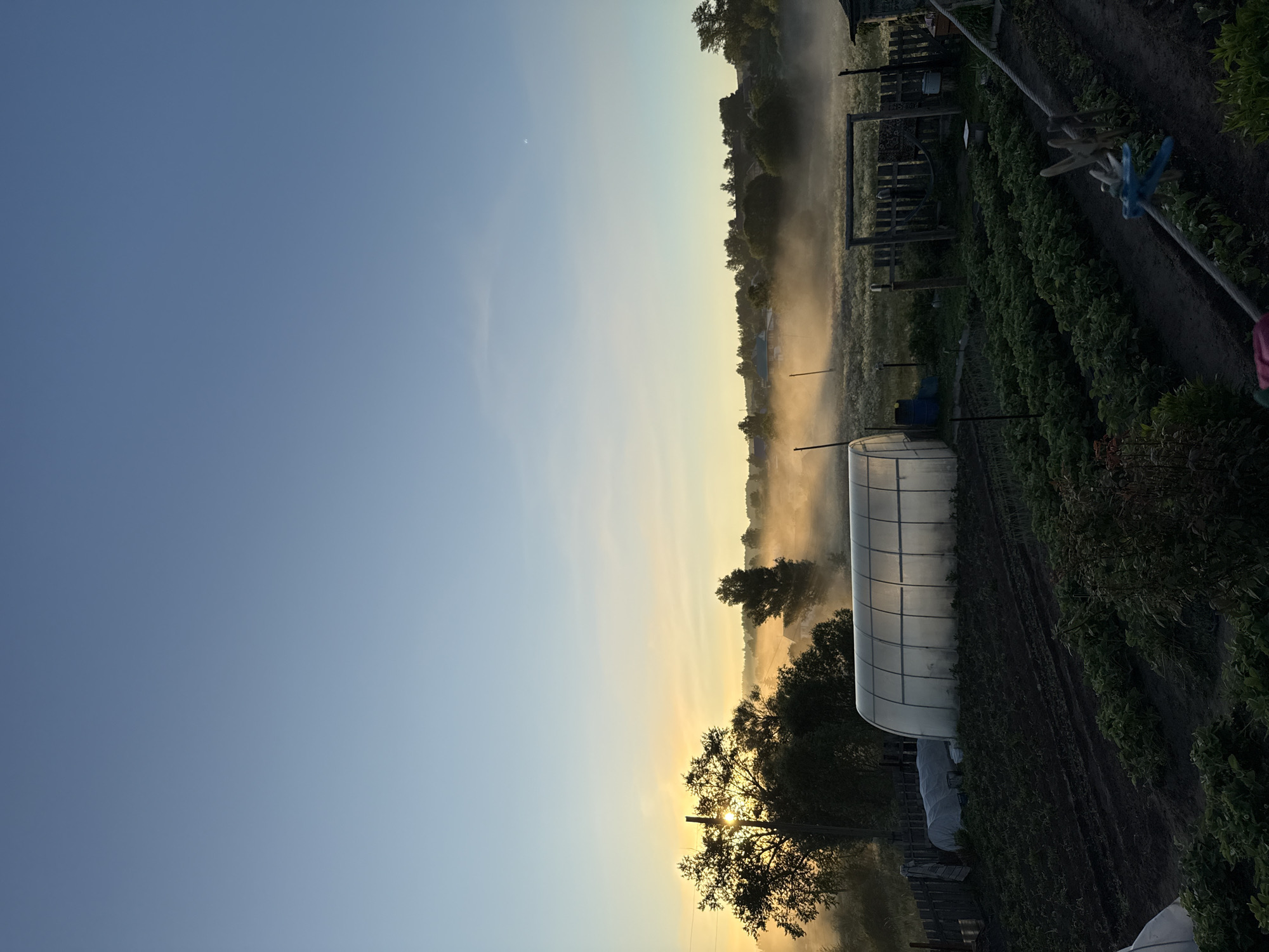 The image depicts a rural scene at dawn, likely in the city of Уральское, Russia. The foreground features cultivated garden beds, with rows of young plants. To the left, a large, transparent greenhouse is visible, along with a smaller, covered structure. A wooden fence runs along the perimeter of the garden area. In the background, a misty field stretches towards a treeline, with a few houses and structures nestled within the trees. The sun is rising on the left, casting a warm, golden glow through the trees and illuminating the mist. The sky transitions from a pale blue at the top to a warm yellow-orange near the horizon, indicating the early morning light. No people are present in the image.