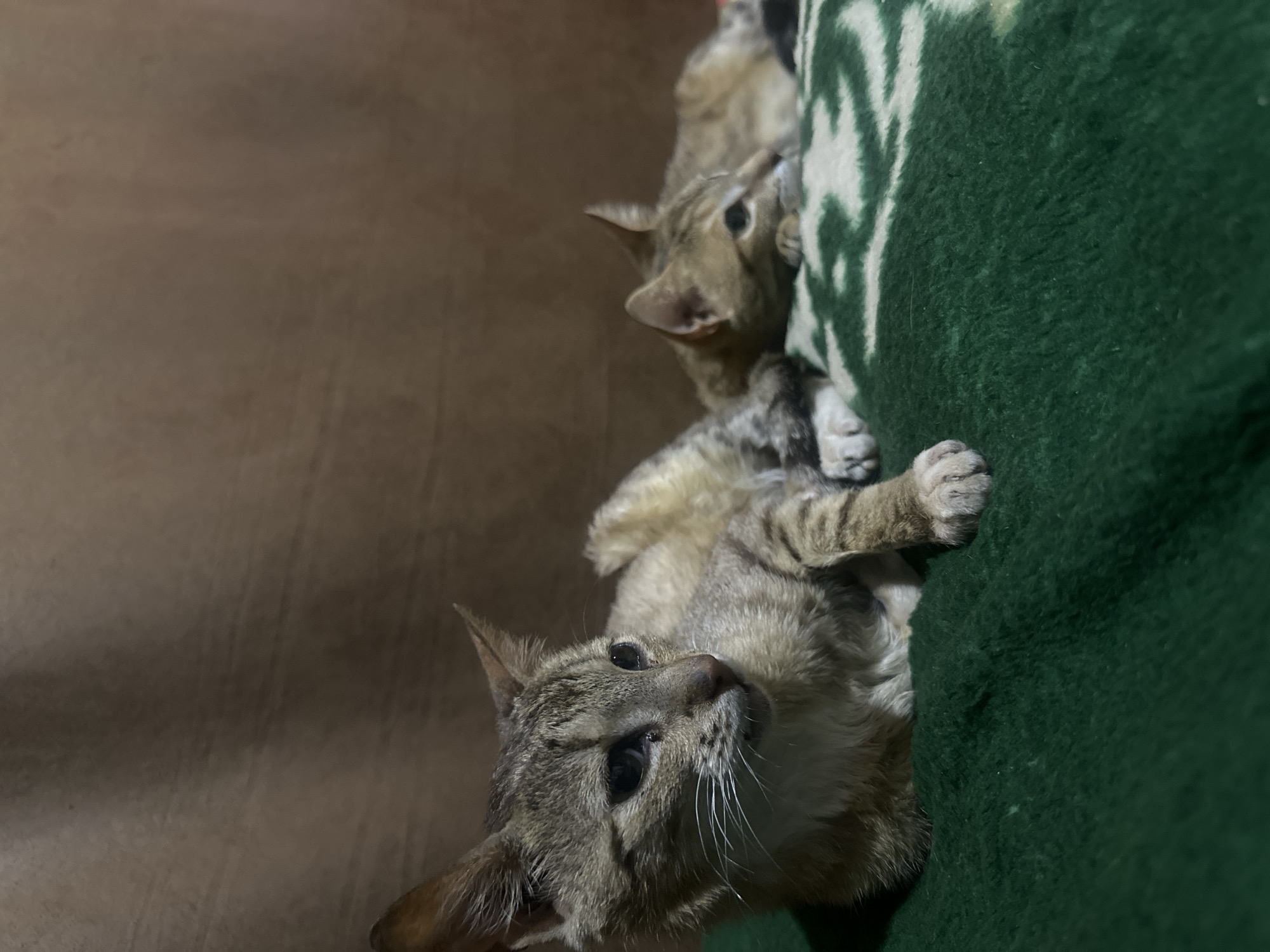 Two domestic cats rest on a green blanket. The cat in the foreground is a tabby with light brown and grey markings, its fur appearing somewhat disheveled. It is lying on its left side, facing to the left, with its head raised and looking into the distance. Its right paw is extended forward. The second cat, also a tabby with similar coloring, lies behind the first, on its right side, facing to the right. It appears to be resting its head on its paws. The cats are on a patterned blanket with a green base and a swirling white design. Behind the cats, a textured brown surface, likely a wall or fabric backdrop, creates a soft, blurred background. The lighting is dim, casting shadows and highlighting the texture of the cats' fur and the blanket. The scene evokes a sense of quiet domesticity. There is no discernible information in the image to suggest a location in the city of Jos, Nigeria.