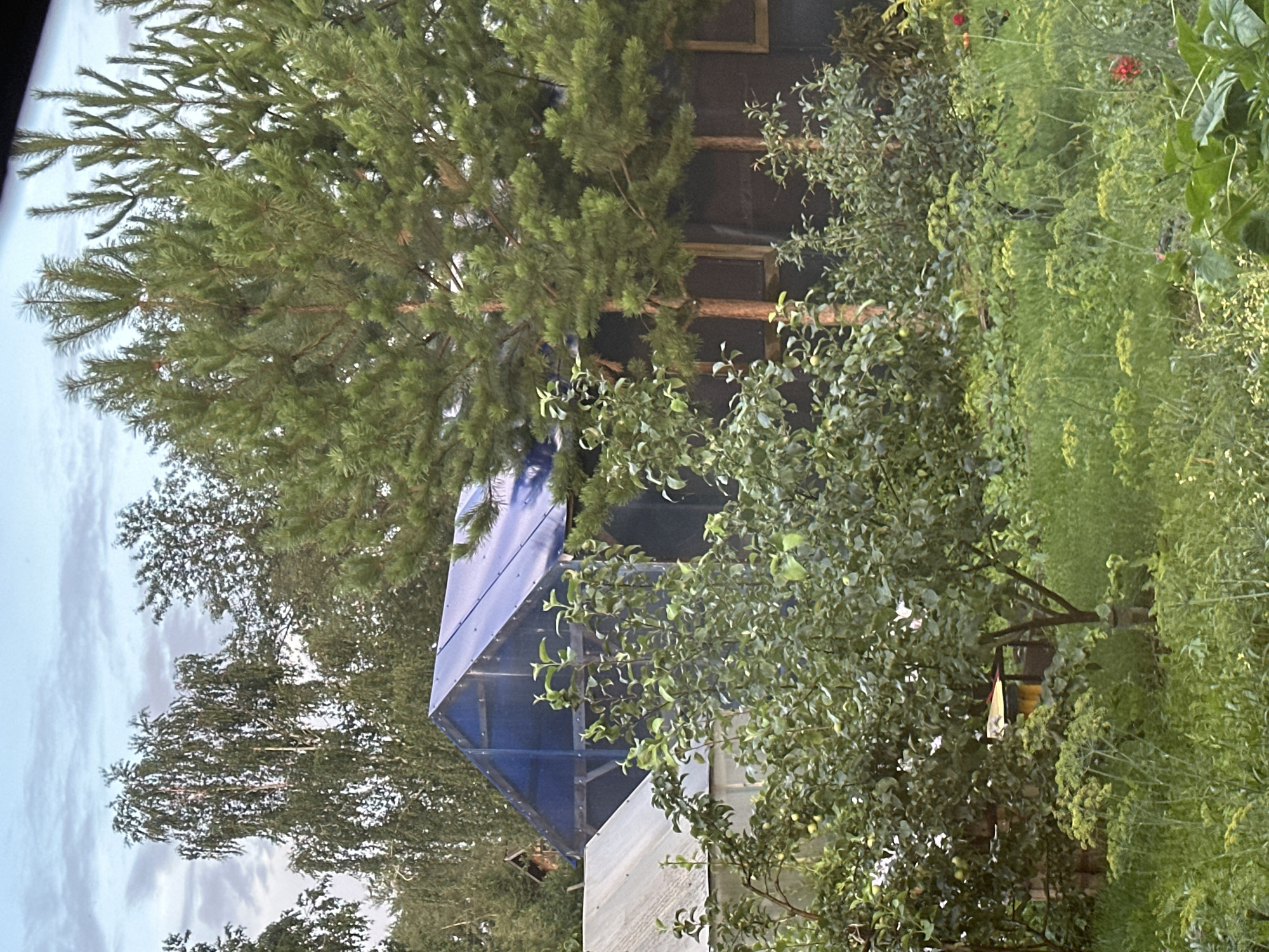 The image depicts an outdoor scene, likely a backyard or garden, in Kansk, Russia. Dominating the foreground and midground is lush green foliage from various trees and plants, including what appears to be a large pine tree with its branches reaching upwards and outwards. Partially obscured by the trees is a structure with a distinctive blue, angular roof, possibly a greenhouse or a custom-built shed. The structure seems to be made of translucent or reflective material.
Behind the blue-roofed structure, a darker, possibly wooden, building is visible with what look like windows or openings. Further to the right, the dense green vegetation continues, with hints of red flowers and other plants intermingling. The sky, visible in the upper left portion of the image, is overcast with soft, gray clouds.
The overall impression is that of a natural, slightly overgrown garden space. The lighting suggests it might be late afternoon or early evening, given the diffused light. There are no people visible in the image. The presence of the greenhouse-like structure and the dense greenery points towards a domestic setting, possibly a dacha or a private residence in a rural or suburban area. No visible text is present in the image.