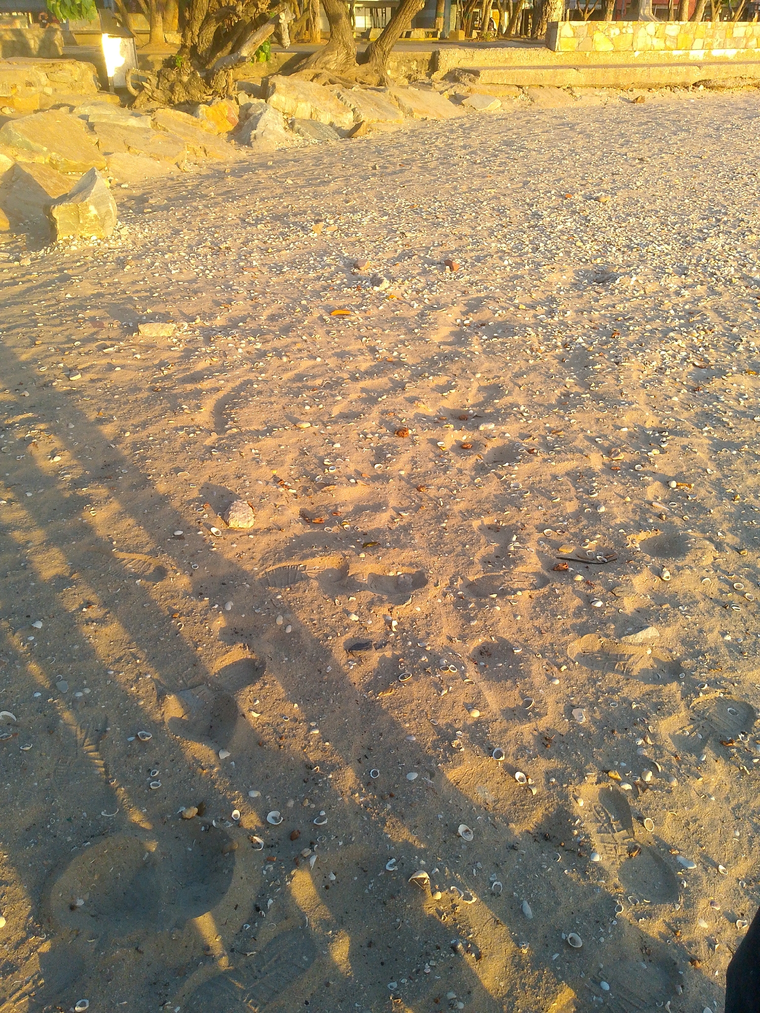 This image depicts a sandy beach environment in Juan Griego, Venezuela, illuminated by natural, low-angle sunlight. The foreground and mid-ground are composed of light-colored sand extensively mixed with numerous small, fragmented seashells, pebbles, and scattered organic debris. Multiple distinct footprints, consistent with human locomotion, are impressed into the sand, indicating recent pedestrian traffic. Elongated shadows are cast from the left side of the frame, stretching diagonally across the sandy expanse towards the right. In the left mid-ground, a cluster of large, irregular, light-toned boulders is present. The background reveals a constructed shoreline barrier, specifically a concrete wall partially faced with stone cladding. Behind this barrier, several mature trees with substantial root systems are visible. Beyond the trees, elements of multi-story structures, characterized by visible supports and rooflines, are partially discernible. No human or animal subjects are actively depicted; evidence of human presence is limited to the footprints in the sand.