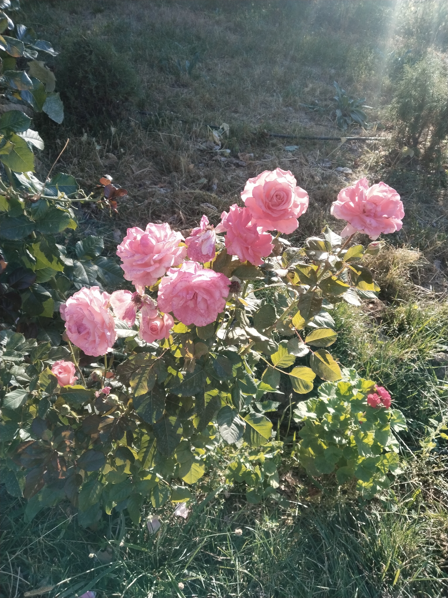 This image depicts a cluster of light pink roses in bloom, situated in the city of Akata, Uzbekistan. The roses are the primary subject, with several large, fully opened blooms and smaller buds visible. They are surrounded by green foliage and stems, with some dew drops clinging to the petals. The background consists of dry grass, some greenery, and a blurred expanse of ground, suggesting an outdoor setting. Sunlight is filtering through the scene, creating lens flare and highlighting the textures of the flowers and foliage. There are no people or animals present. The scene is set in what appears to be a garden or a natural outdoor area.