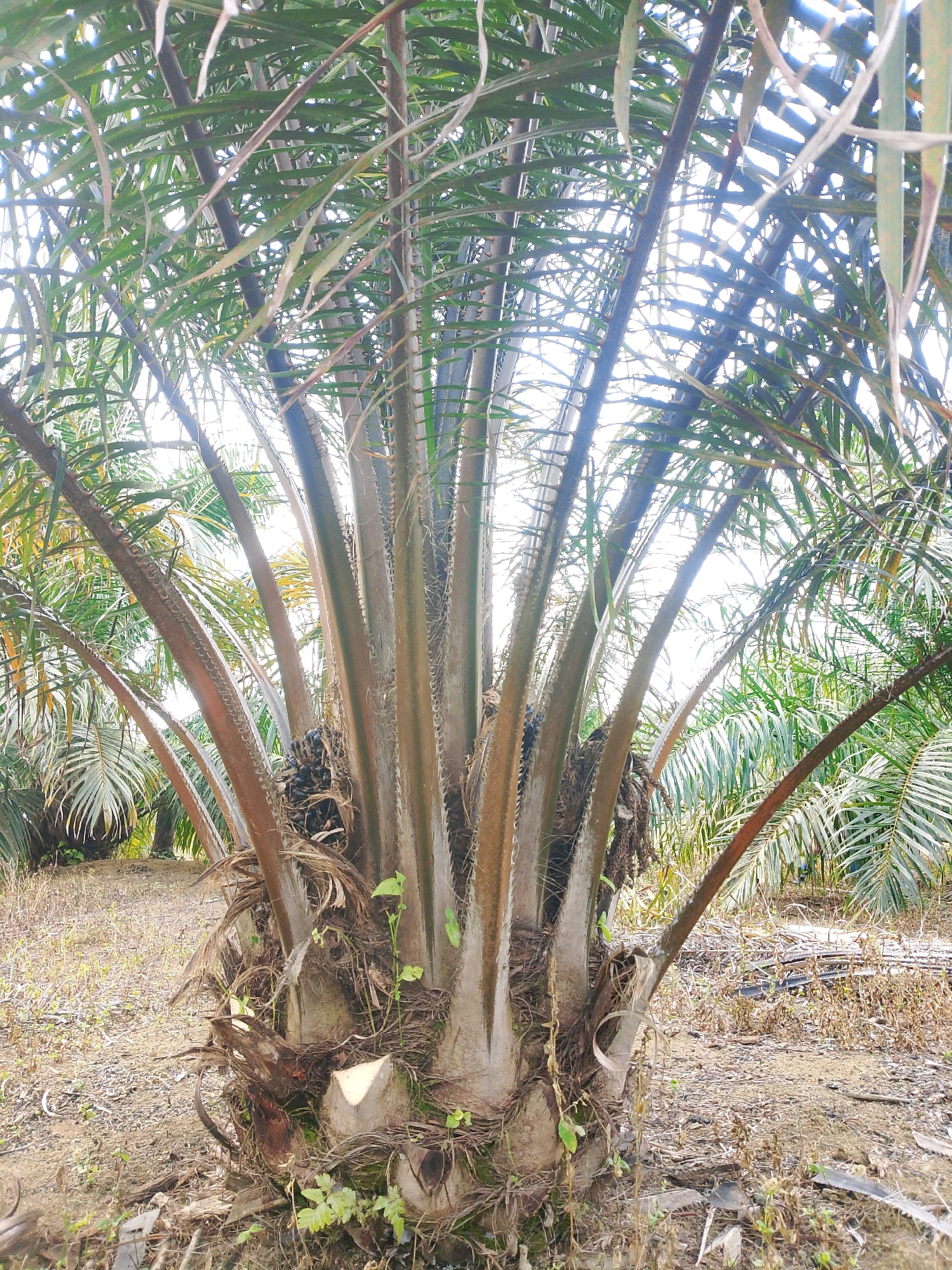 The image depicts the base of a mature oil palm tree in Ketap, Indonesia, likely within a plantation. The tree trunk is thick and rough, covered in fibrous material and old leaf scars. Several fronds emanate from the top of the trunk, their long, feathery leaves obscuring the bright sky. The ground around the tree is covered in dry leaves, twigs, and some sparse green vegetation, suggesting a dry or recently harvested area. In the background, more oil palm trees are visible, creating a dense, uniform landscape typical of a plantation. The lighting suggests it is daytime, with the sun filtering through the palm fronds. No people or animals are present in the image.