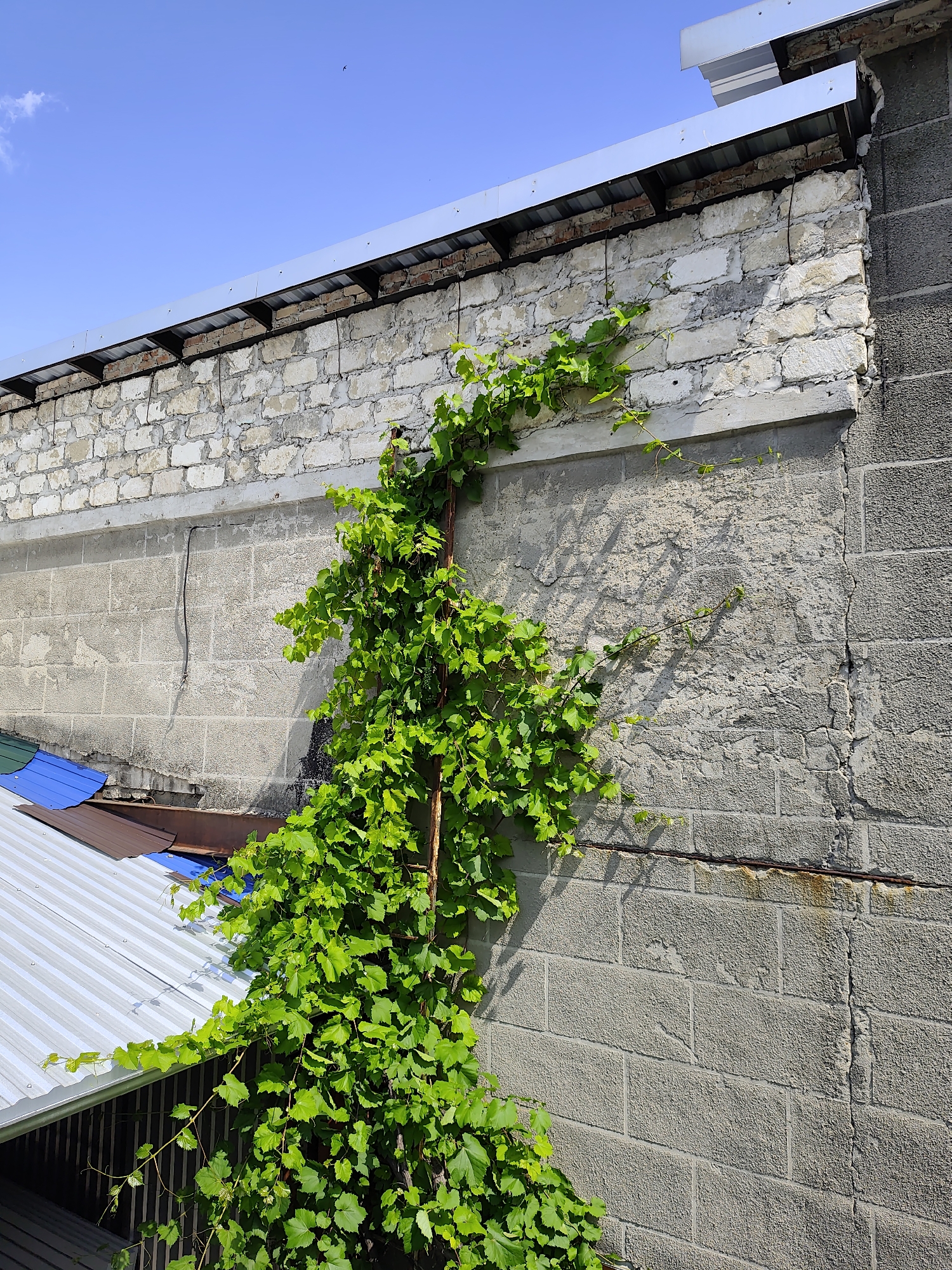 A vibrant green vine climbs a rough-textured grey block wall under a clear blue sky. The vine's leaves are lush and full, creating a stark contrast with the dullness of the building. The wall itself shows signs of age and wear, with a section of lighter-colored bricks visible at the top, capped by a silver metal roof trim. A horizontal metal pipe or rebar runs across the wall, partially rusted. Below the grey wall, sections of corrugated metal roofing in shades of silver, brown, and blue are visible, suggesting an adjacent structure. The overall impression is one of nature's persistent growth reclaiming man-made structures. The sunlight indicates it's daytime, and the clear sky suggests fair weather. There is no visible text in the image.