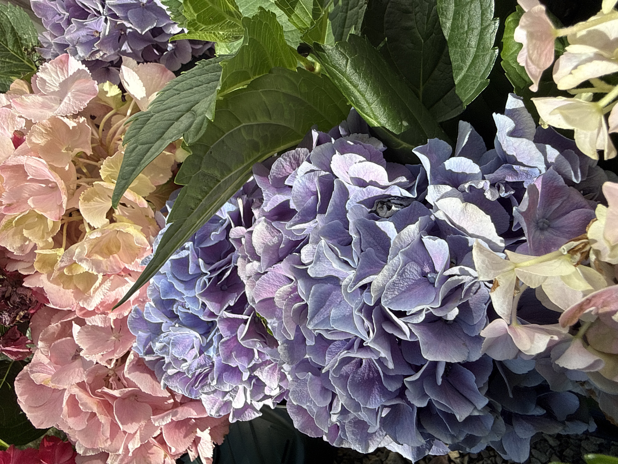 A close-up photograph captures a cluster of blooming hydrangeas in various shades of pink, purple, and pale yellow. The flowers are densely packed, with numerous ruffled petals. Lush green hydrangea leaves are interspersed among the blooms, some appearing dark and velvety, others lighter and more vibrant in the sunlight. The background is softly blurred, with hints of dark green and possibly some gravelly ground visible at the bottom left. The image appears to be taken outdoors, under natural light. This scene is located in the city of Bad Sachsa, Germany.