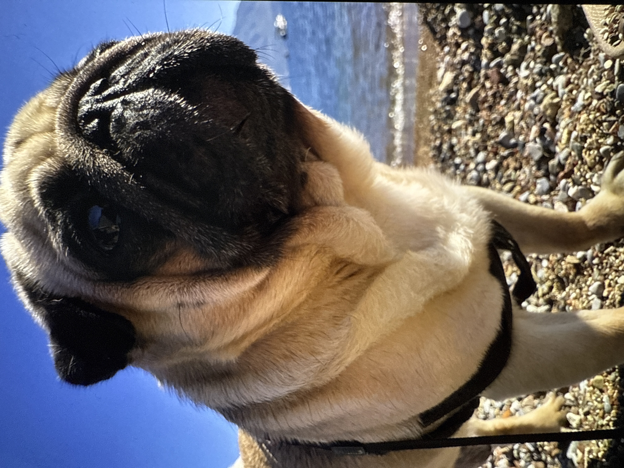 A close-up shot focuses on the head and upper body of a fawn-colored pug. The dog's face, characterized by its wrinkled muzzle and dark markings, is turned to the right, with its dark eyes visible. The pug wears a black harness around its chest. The background features a bright blue sky above a body of water, likely the sea or a large lake. A shoreline with pebbles and sand separates the water from the foreground. In the distance, a faint outline of a boat is visible on the water, and a mountain range can be seen on the horizon. The lighting suggests a sunny day.