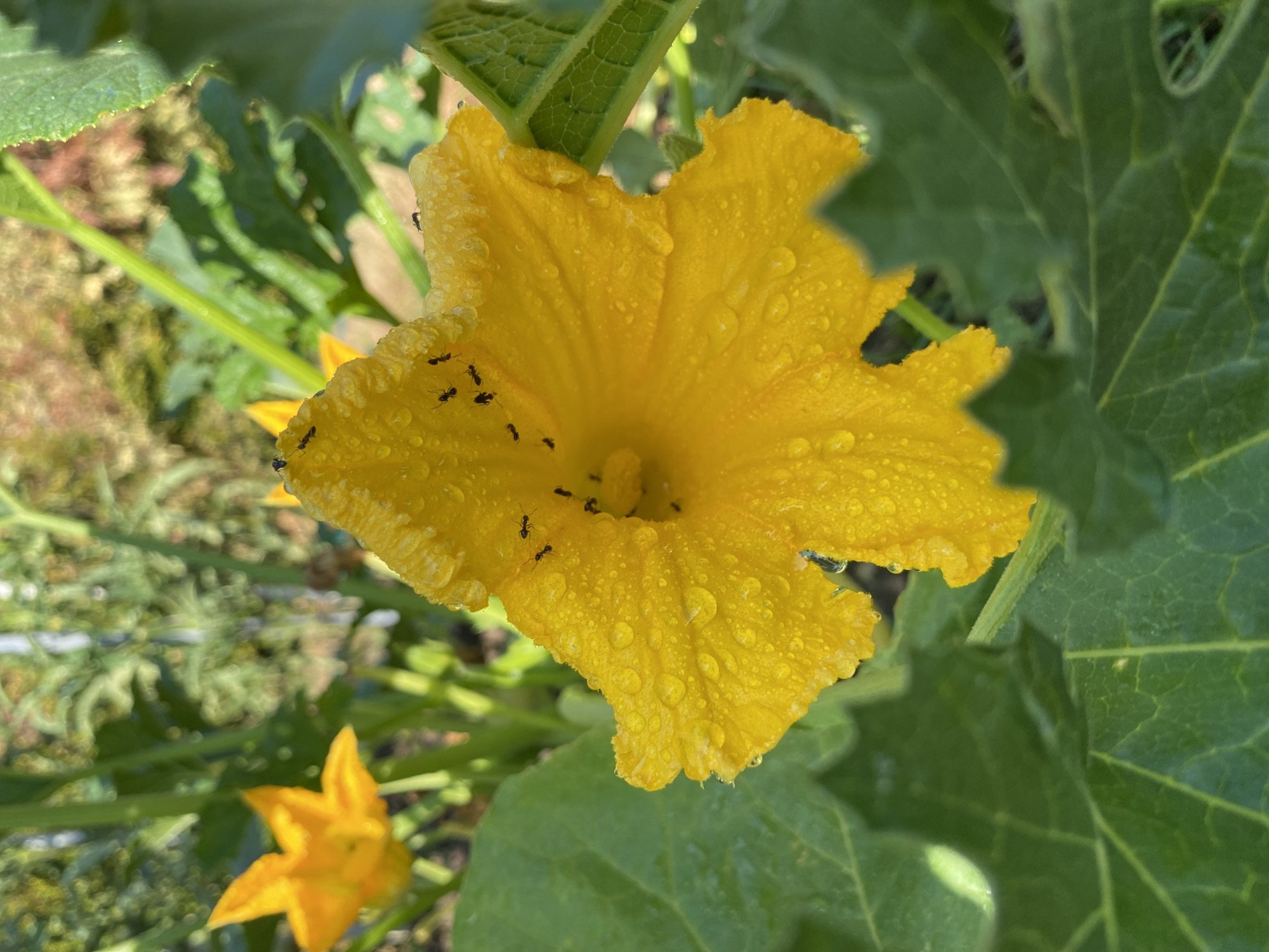 In Courpière, France, a close-up, low-angle, vertical shot captures a vibrant yellow zucchini flower, its petals glistening with numerous water droplets. Several small black ants are visible on the petals, some clustered near the center of the bloom. The flower is surrounded by large, green zucchini leaves, and in the blurred background, another yellow zucchini flower and green foliage are discernible. The lighting suggests it is daytime, likely after rain or dew.