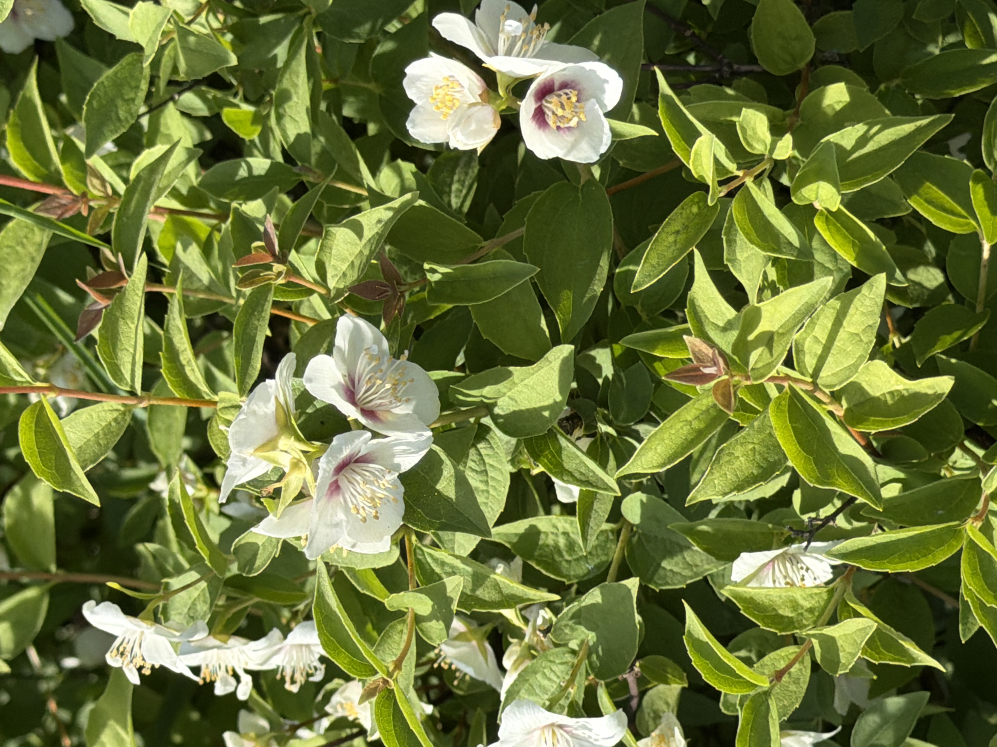 The image shows a close-up view of a bush with green leaves and white flowers, some of which have purple markings in the center. The flowers appear to be in bloom, with some fully open and others still developing. The bush is densely packed with foliage, and the sunlight highlights the textures of the leaves and petals. There are no people or animals visible in the image. The setting appears to be a natural outdoor environment, possibly a garden or park. The location is Plamya, Russia.