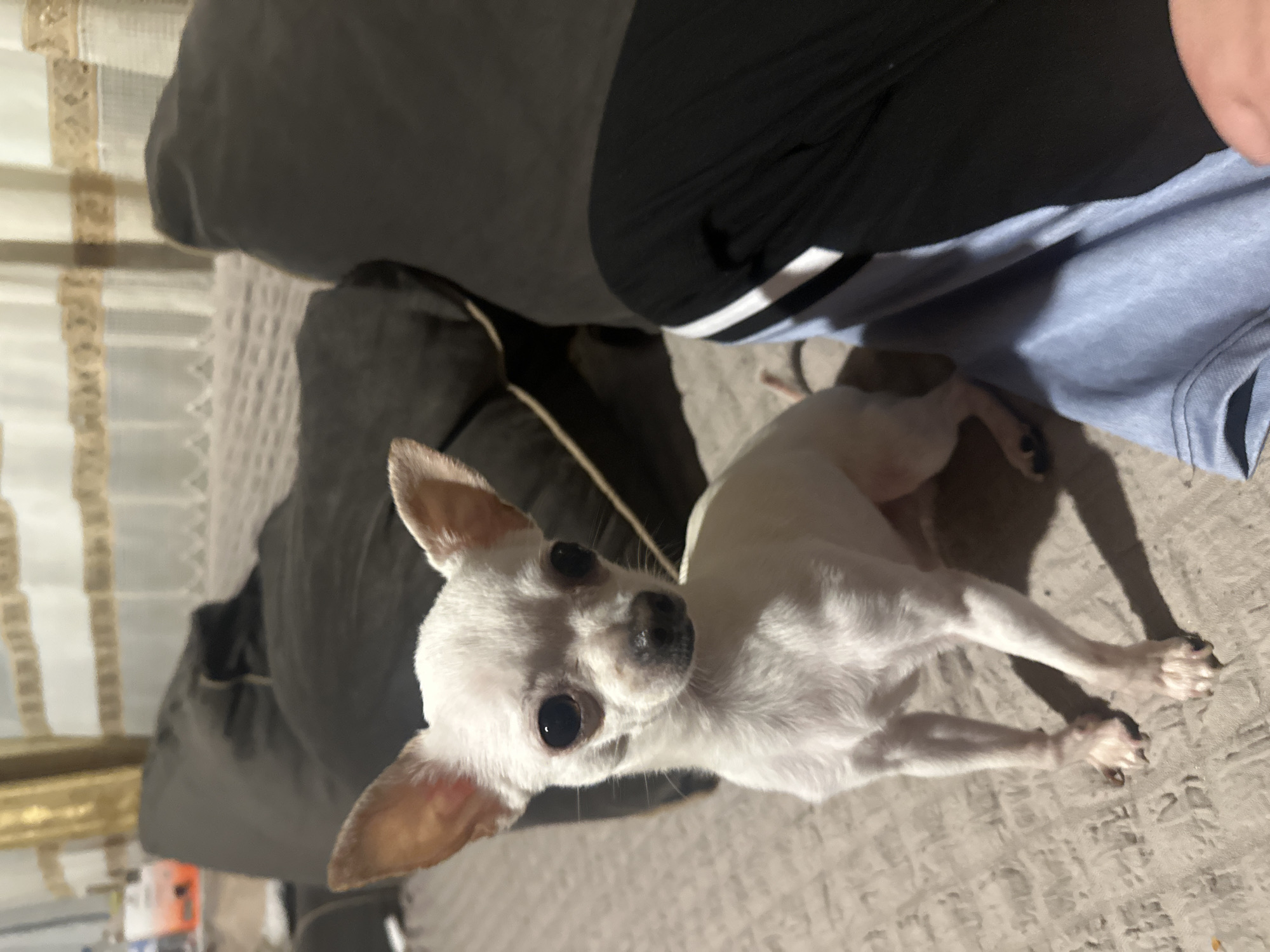A white Chihuahua is the primary subject, positioned on a textured beige surface. The dog has tan-tipped ears, black eyes, and a black nose. The upper portion of a person is visible; they are wearing a black and white striped shirt and light blue shirt. A dark gray object, likely a pillow, is beside the dog. Parts of a beige curtain are on the left side. It is unclear if this image was taken in the city of Chubra, Bulgaria.