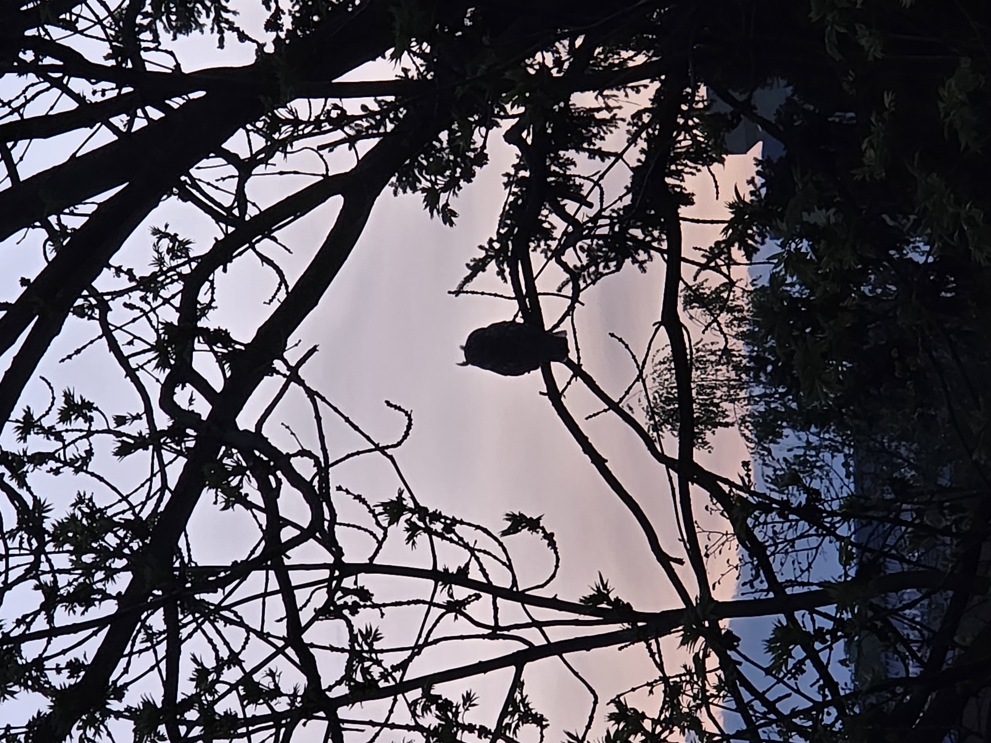 This image captures a tranquil outdoor scene at either dawn or dusk in Sofia, Bulgaria, characterized by striking silhouettes against a soft, gradient sky. The primary subject is a small bird, visible as a dark, rounded silhouette, perched on a bare tree branch. It appears to be resting or observing its surroundings.
The foreground is dominated by a dense network of tree branches and nascent foliage, all rendered in deep shadow, creating intricate patterns against the illuminated sky. These branches frame the central bird and extend across the entire visual field.
The sky itself is a notable detail, displaying a delicate blend of colors. It transitions from a light purplish-pink hue towards the top and center, fading into a paler, almost white, tone on the left, and a hint of faint blueish-grey on the right. This color palette strongly suggests the low light conditions of either sunrise or sunset. The weather appears clear, with no distinct clouds visible. There are no human subjects or visible text in the image. The scene evokes a sense of peace and natural quietude.