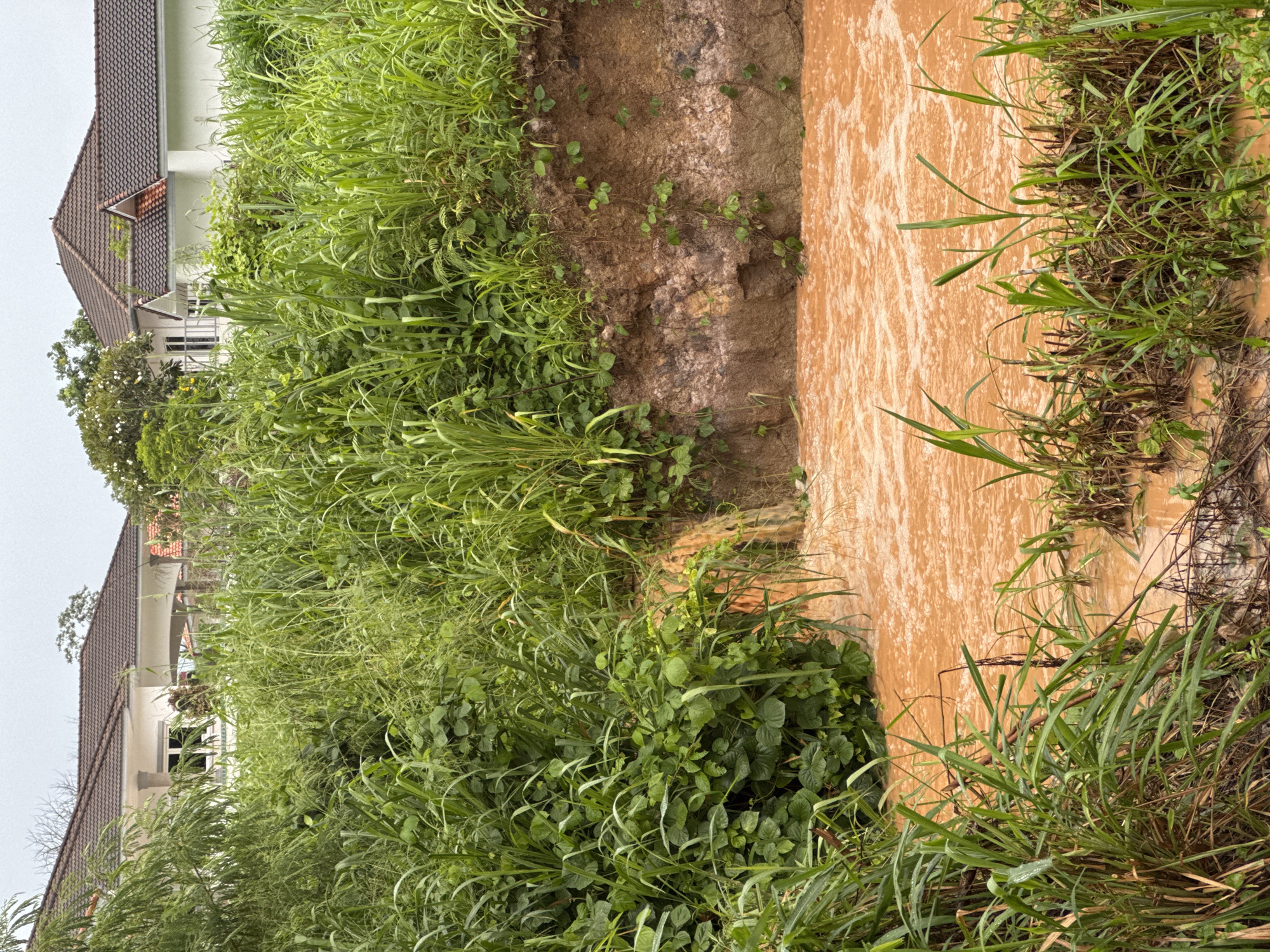 In Rawai, Thailand, a muddy brown river flows past a steep, eroded embankment covered in dense green vegetation. The water is churning and appears to have a significant current. The embankment shows layers of soil and is partially overgrown with vines and grass. In the background, two modern houses with tiled roofs are visible through the foliage. The sky is overcast, casting a diffused light on the scene. There are no people present.