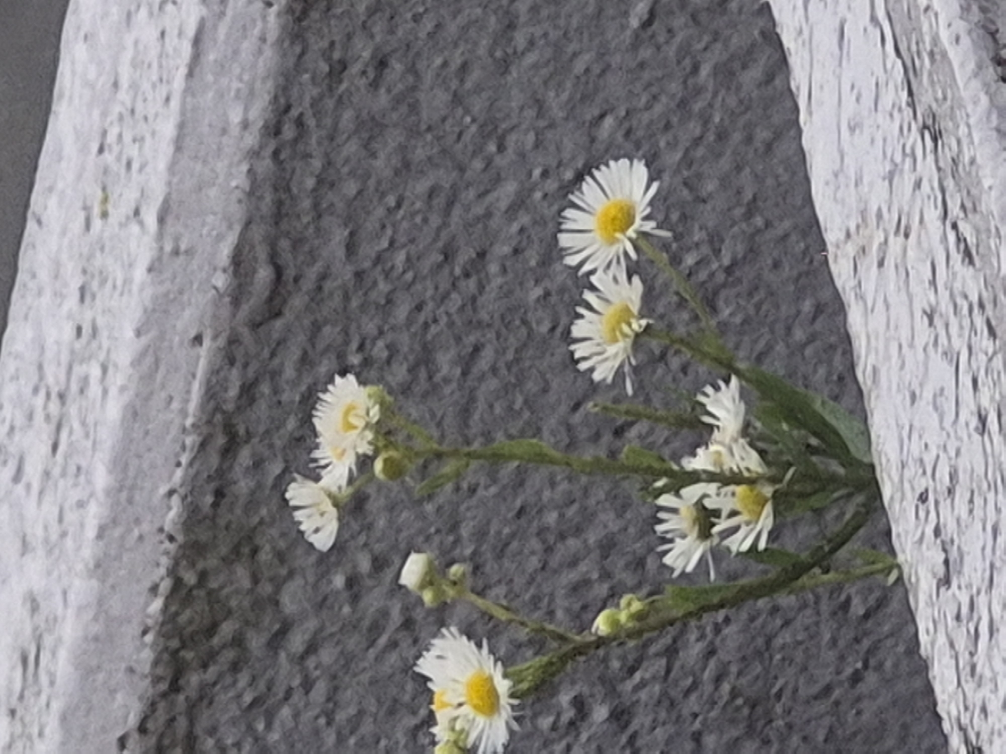 A close-up, eye-level, outdoor shot captures a cluster of small, white daisy-like flowers with yellow centers, emerging from a crevice in a grey, textured surface. The flowers are on thin green stems, some with buds. The background is a rough, dark grey surface, possibly concrete or stone. The foreground features a lighter grey, textured surface, also appearing to be concrete or stone, with a slight upward angle. The lighting appears to be natural daylight, with soft shadows. The scene is static and focused on the botanical subject matter.