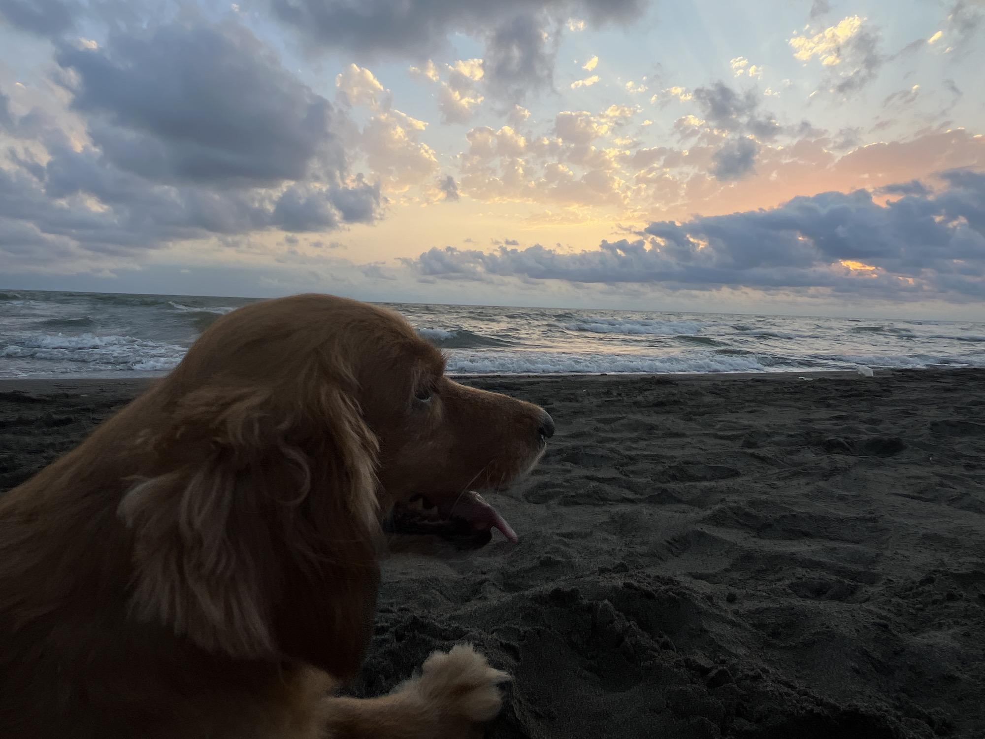 An auburn-colored dog is resting on a dark sandy beach, its head turned to the right, with its tongue slightly out. The dog is in the foreground, partially obscuring the view of the ocean and sky. The ocean has moderate waves breaking on the shore. The sky is filled with clouds, with a gradient of colors from light blue and gray at the top to warm yellow and orange hues near the horizon, indicating either sunrise or sunset. The beach appears to be a dark, volcanic sand. This scene is likely located on the Black Sea coast in the village of Supsa, Supsa Community, Lanchkhuti Municipality, Guria region, Georgia.