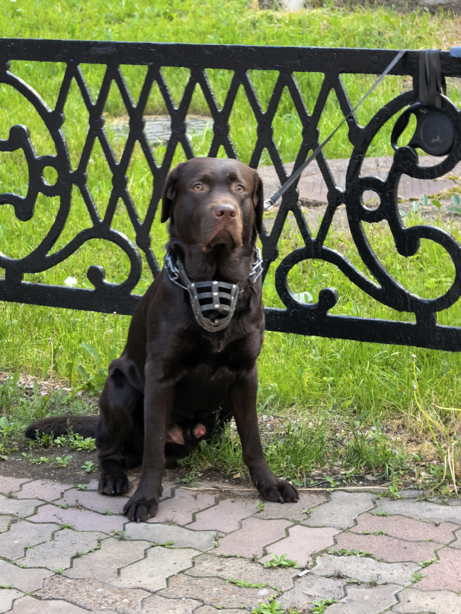 A chocolate Labrador Retriever dog sits calmly on a paved path, tethered to an ornate black metal fence in an outdoor setting. The dog is the central subject, looking directly at the viewer with an attentive expression. It wears a dark, cage-style muzzle and a metal choke chain collar. A grey retractable leash connects the dog's collar to the upper bar of the black fence; the leash's black casing is also visible, attached to the fence.
Behind the fence, a lush, vibrant green grassy area stretches into the background, suggesting a park or public green space. The paved path the dog sits on consists of grey and pinkish interlocking hexagonal or polygonal pavers, with small weeds growing in the crevices. The lighting indicates daytime, likely with overcast conditions or diffused sunlight, as no harsh shadows are apparent.
Notable details include the dog's partially visible "red rocket," indicating it is an intact male. The intricate, decorative patterns of the black metal fence are prominent, creating a visual barrier between the paved area and the grass. The scene conveys a sense of a dog patiently waiting for its owner in a public area in Sterlitamak, Russia. No visible text is present in the image.