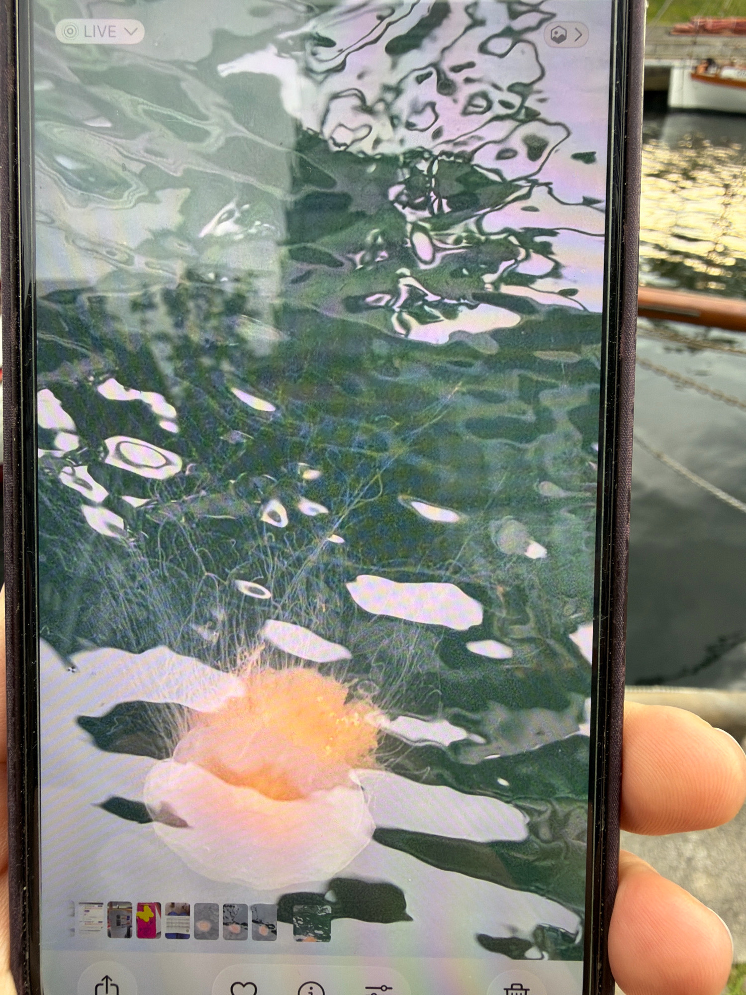 A smartphone is held by two fingers in the foreground, capturing a live video of a light pinkish-orange jellyfish with a white bell. The jellyfish is submerged in dark green water with light reflections on the surface, suggesting a natural or artificial body of water. In the background, out of focus, there are boats docked at a pier, hinting at a harbor or marina setting. The scene is consistent with a view of the Kiel Fjord or a similar waterfront location in the city of Kiel, Germany. The "LIVE" indicator at the top left of the phone screen confirms the video is being streamed.