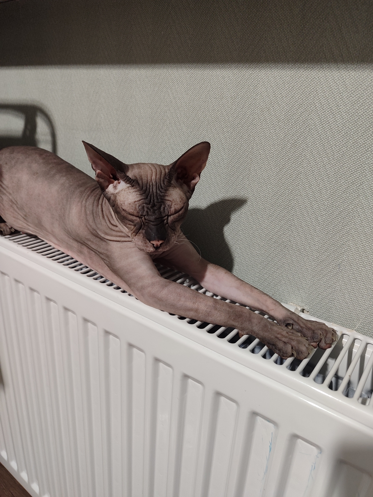 A Sphynx cat is comfortably stretched out on a white panel radiator in an indoor setting, observed in Izhevsk, Russia. The hairless feline, with its characteristic wrinkled skin in mottled tones of grey, brown, and pink, lies horizontally across the top of the radiator. Its front paws are extended forward, and its large ears are prominent. The cat's eyes are closed, suggesting it is either sleeping deeply or enjoying a moment of profound relaxation, possibly basking in the warmth emitted by the radiator. Faint white whiskers can be seen around its pink nose.
The background features a light greyish-green textured wall, likely wallpaper. Shadows are cast upon this wall, including a distinct outline from the cat's head and ears, and a larger, softer shadow further up, indicating the presence of an unseen light source and potentially other objects. The lighting is soft, contributing to a cozy and tranquil atmosphere. The radiator's vertical panels are clearly visible, contrasting with the cat's smooth skin. No text is visible within the image.