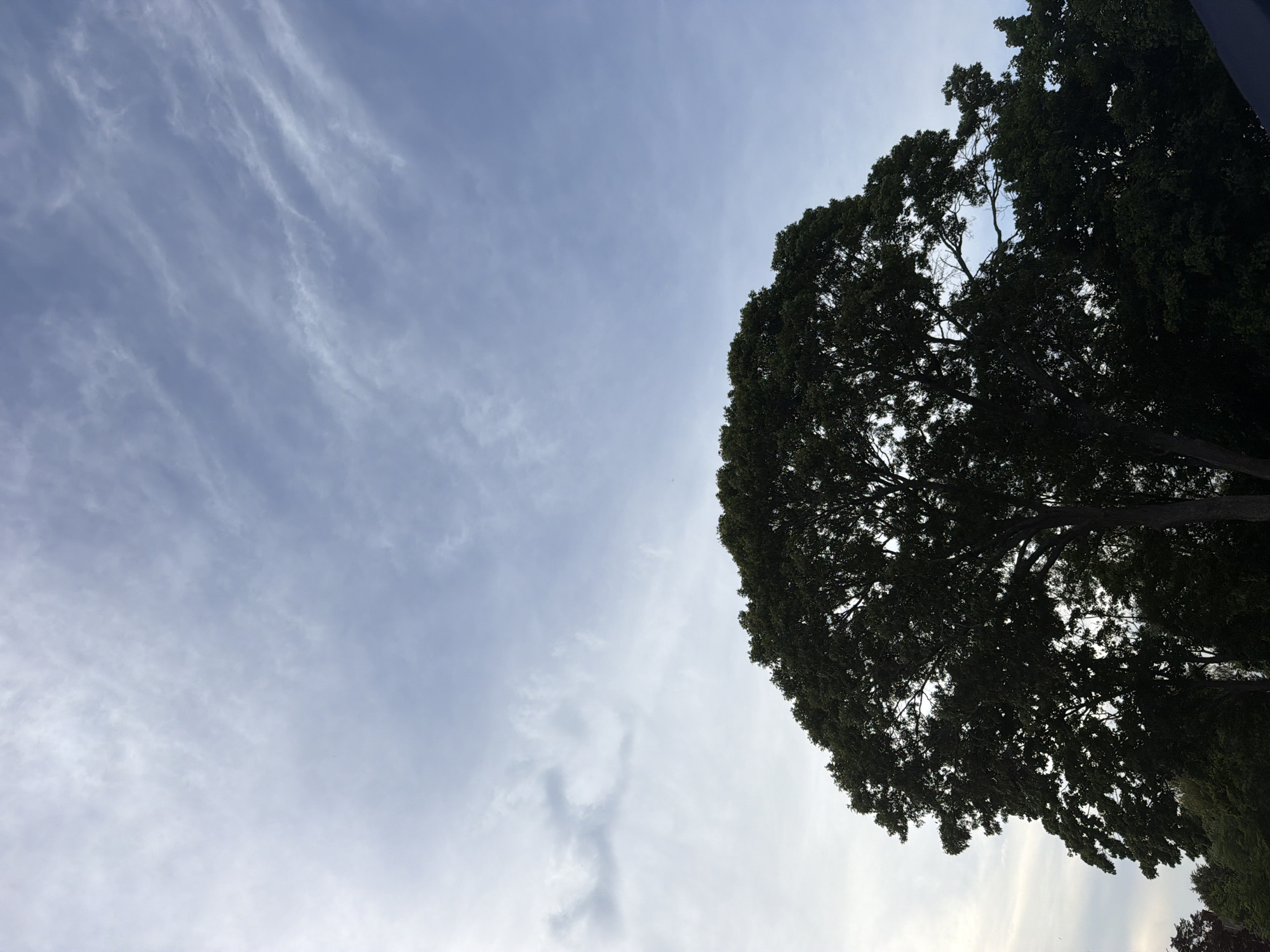 The media file shows a view of the sky from below, with a large, dark-green tree canopy dominating the right side of the frame. The tree is silhouetted against a pale blue sky with wispy white clouds. The clouds appear to be moving, suggesting a gentle breeze. The sun is not directly visible, but the brightness of the sky indicates it is daytime, likely late afternoon or early evening given the soft light. The image is oriented vertically, with the top of the frame pointing upwards. The overall impression is one of nature and tranquility. There is no visible text in the image. Based on the location context provided, the scene is set in Riverhead, United States of America.
