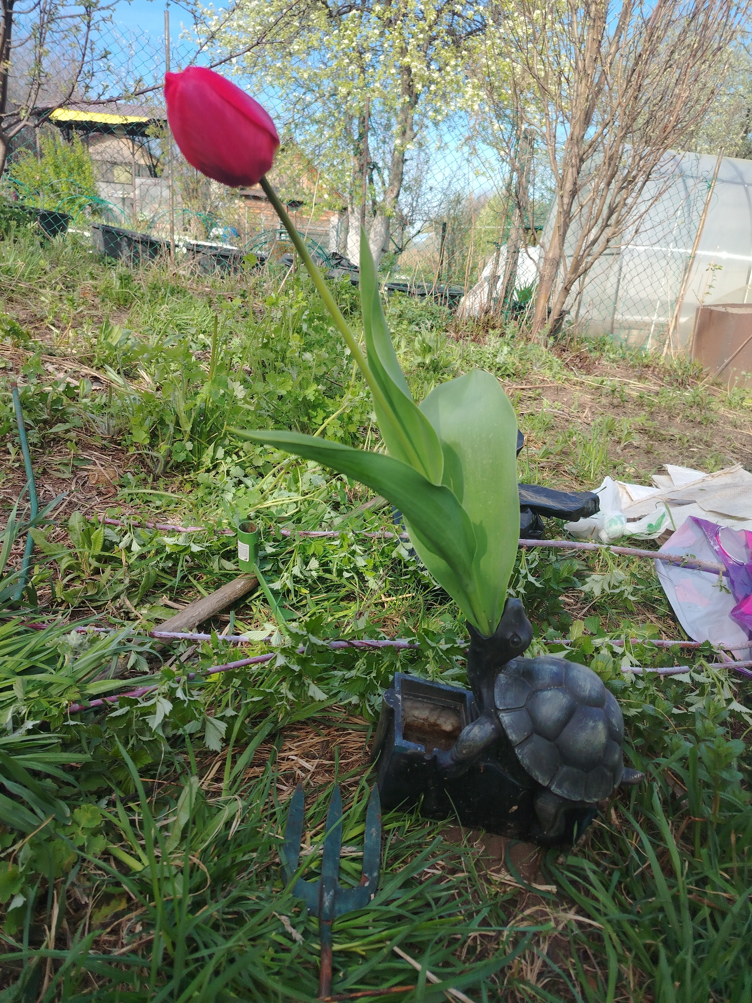 The image shows a red tulip growing from a turtle-shaped planter. The planter is made of a dark material, possibly plastic or resin, and depicts a turtle holding a small, rectangular pot. The tulip has a single, vibrant red flower and several green leaves. The planter sits among grass and other vegetation, suggesting an outdoor setting. A gardening fork is visible nearby. The background includes more greenery, a fence, and what appears to be a greenhouse or similar structure. The overall impression is a garden or backyard scene. The image was taken in the city of Chaikovsky, Russia.