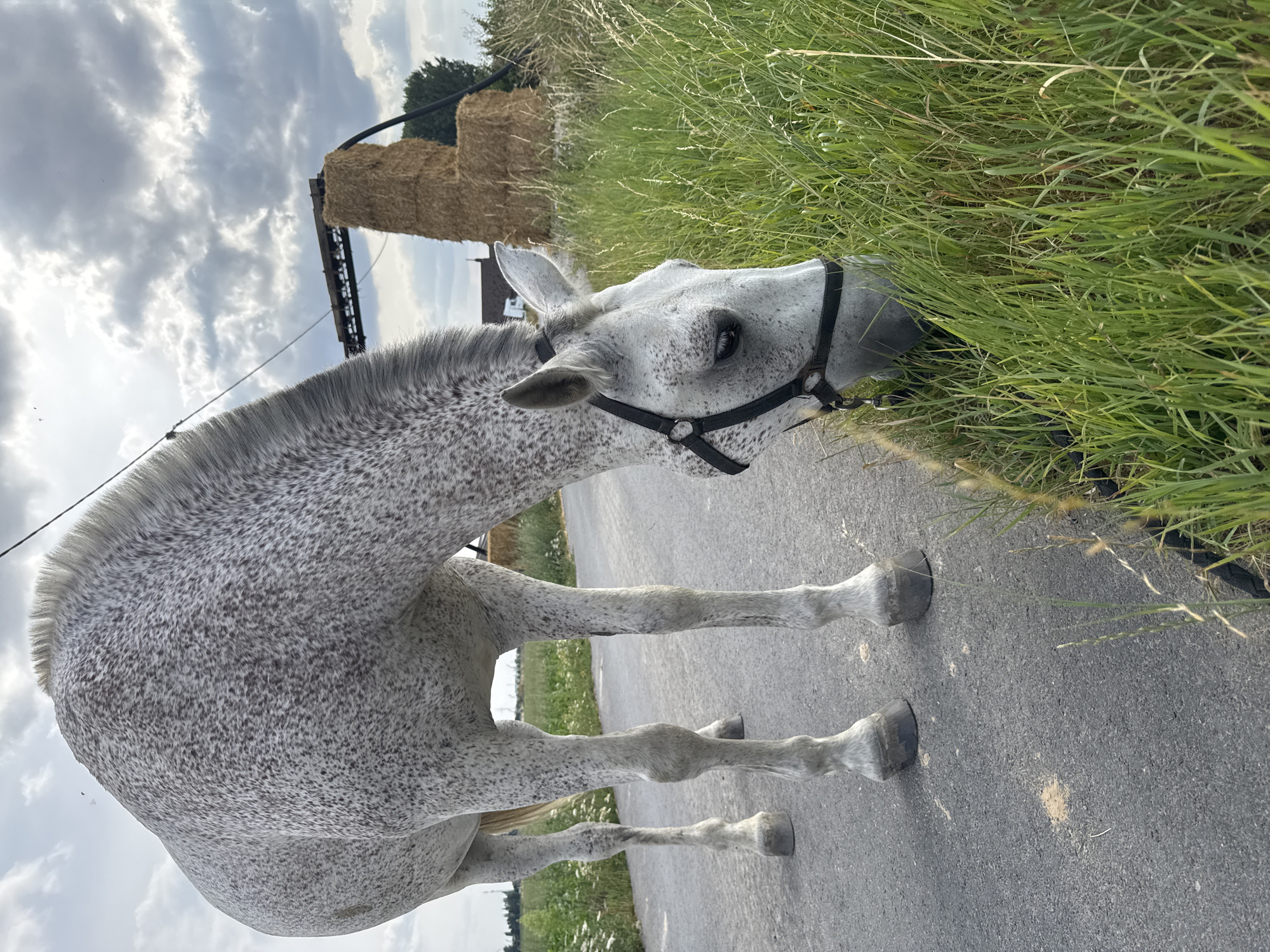 A dappled grey horse with a black halter is grazing on the side of an asphalt road in Estaimpuis, Belgium. The horse is positioned in the foreground, with its head lowered to eat the grass. In the background, there are stacks of hay bales, a piece of agricultural machinery, and a cloudy sky. The environment suggests a rural or semi-rural setting. The image is taken from a low angle, emphasizing the horse and its immediate surroundings.