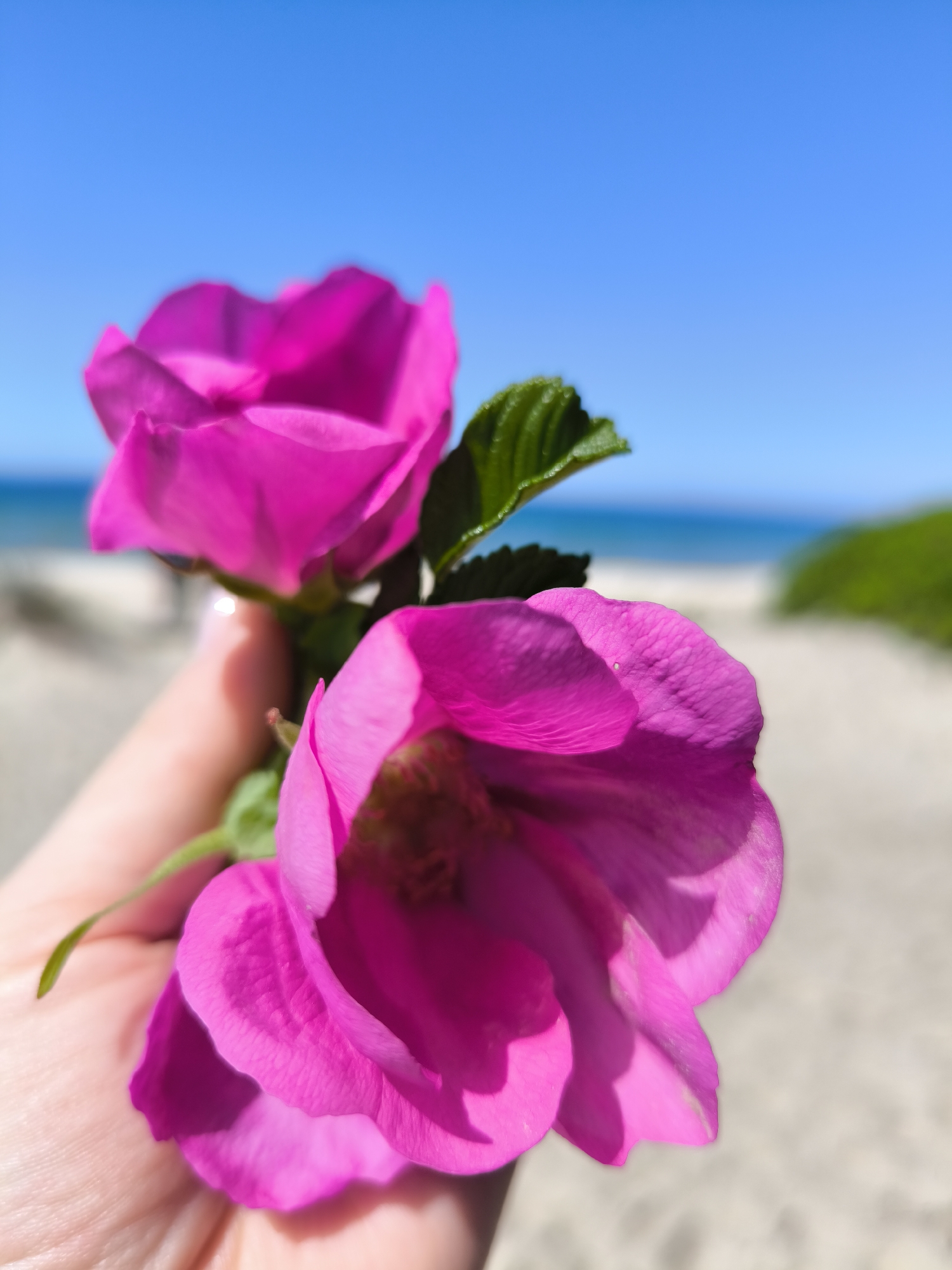 A close-up, brightly lit photograph features a human hand holding two vibrant fuchsia-pink flowers against a blurred coastal backdrop. The flowers, resembling wild roses with prominent petals and green foliage, are in sharp focus, occupying the lower and central portions of the frame. The hand, exhibiting light skin tone and a visible pale fingernail on one digit, supports the flower stems. The background is rendered with significant depth of field blur, revealing a sandy beach, a calm blue ocean, and a clear, cloudless bright blue sky. Blurred green vegetation is discernible on the right side of the sandy area. The scene is illuminated by direct natural daylight, casting subtle shadows on the flower petals. The location is in the city of Priboy, Russia.