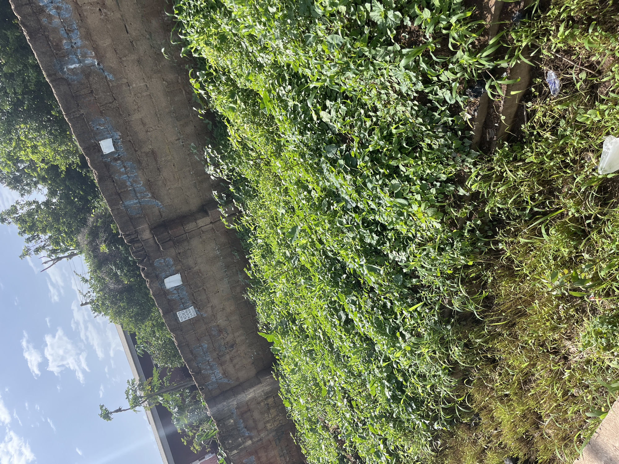 A medium shot shows a steep embankment covered in lush, green vegetation in Bukuru, Nigeria. The embankment is topped by a weathered, grey concrete wall. The wall has some graffiti painted on it in blue and white, and there are several small white flyers or pieces of paper attached to it. Trees and foliage can be seen behind the wall. The sky is bright blue with scattered white clouds. At the bottom of the embankment, there is a patch of dry grass and some scattered debris, including plastic bags. The overall scene suggests an outdoor area, possibly a roadside or a neglected urban space.