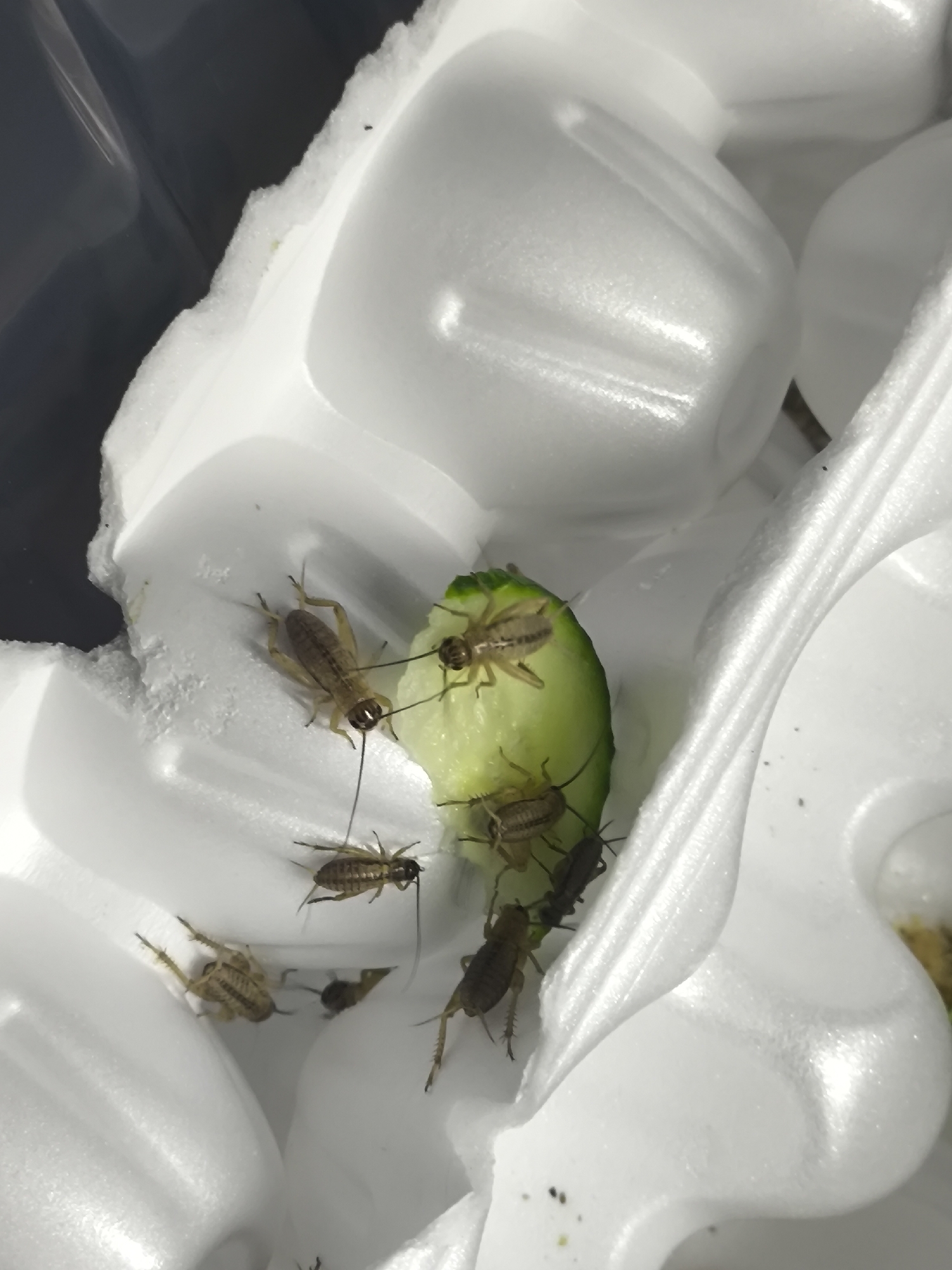 The image shows several crickets on a piece of cucumber placed on white styrofoam. The location is not indicated in the image. There is no mention of Chaikovsky, Russia in the image.