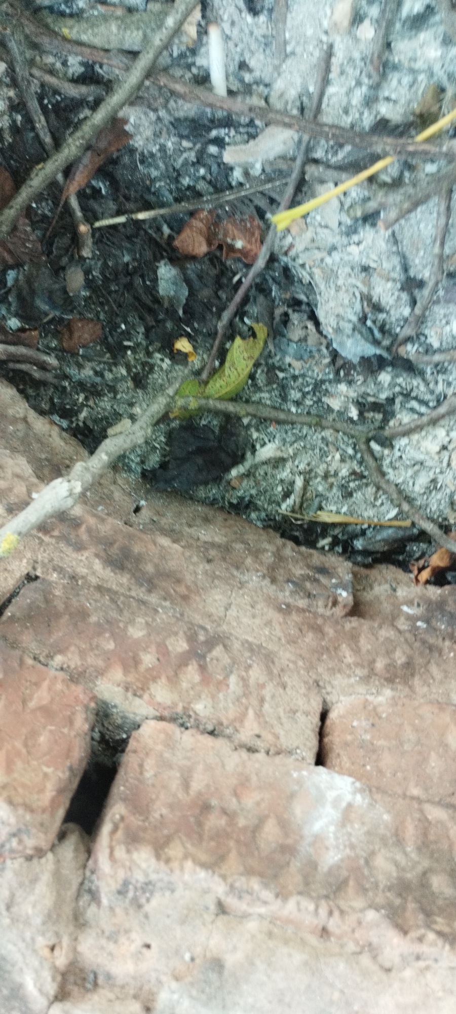 The image shows a close-up, top-down view of debris on the ground, likely at an outdoor location. The debris consists of ashes, dirt, small branches, dry leaves, and some pieces of what appear to be white or light gray material, possibly fragments of concrete or plaster. A single cigarette butt with a white filter is visible among the debris. In the foreground, there are rough, reddish-brown bricks, showing signs of age and wear, with visible mortar lines between them. Some of the bricks have a somewhat textured surface. The overall scene suggests a neglected or recently cleared area, possibly a fire pit or a construction site. There are no people visible in the image, and no specific indicators of a location within Yaroslavskaya, Russia.