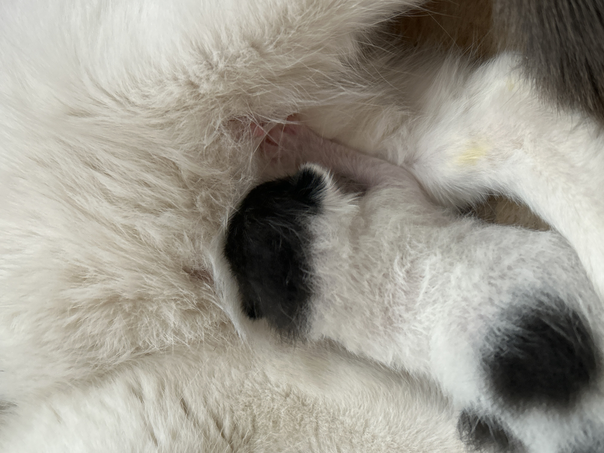 A newborn kitten, predominantly white with black spots on its head and back, nurses from its mother. The mother cat has white fur. The scene is a close-up view focused on the nursing interaction between the mother and kitten. The exact location in the city of Ural'skoe, Russia, is not discernible from the image.
