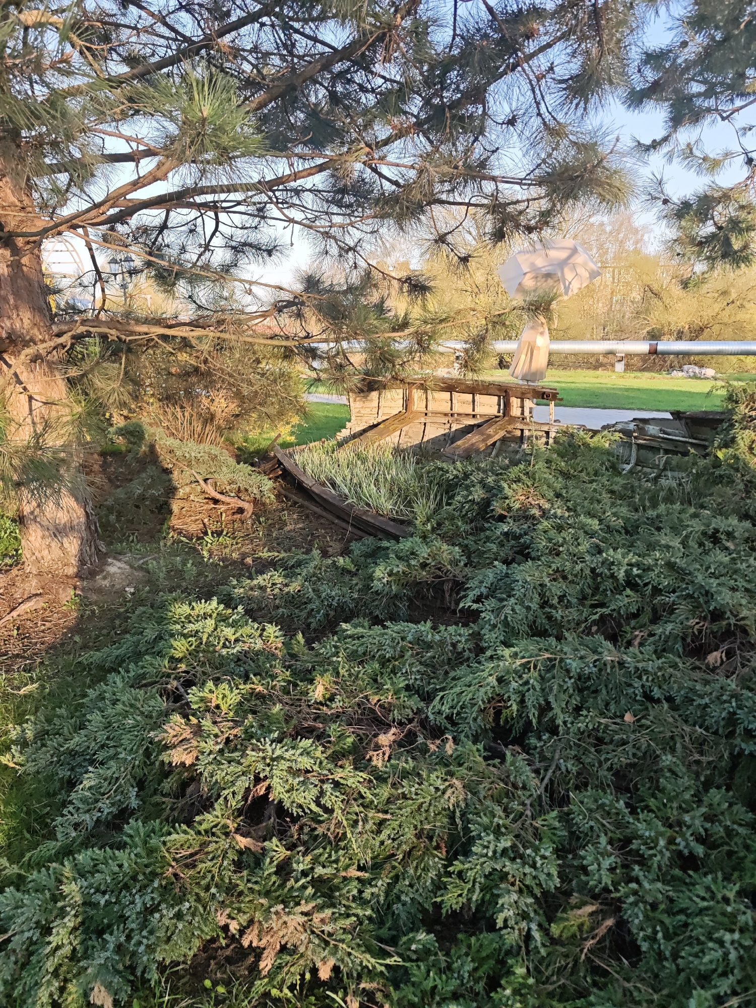 A natural landscape is depicted, potentially located in Noginsk, Russia. A conifer tree with dense branches dominates the upper left, casting a shadow on the ground. In the midground, there's a partially obscured wooden structure with greenery growing inside. Behind this structure, a pipeline crosses the landscape. The foreground is filled with a thick carpet of green foliage. A white, draped object or figure stands atop the wooden structure, adding an element of ambiguity to the scene.