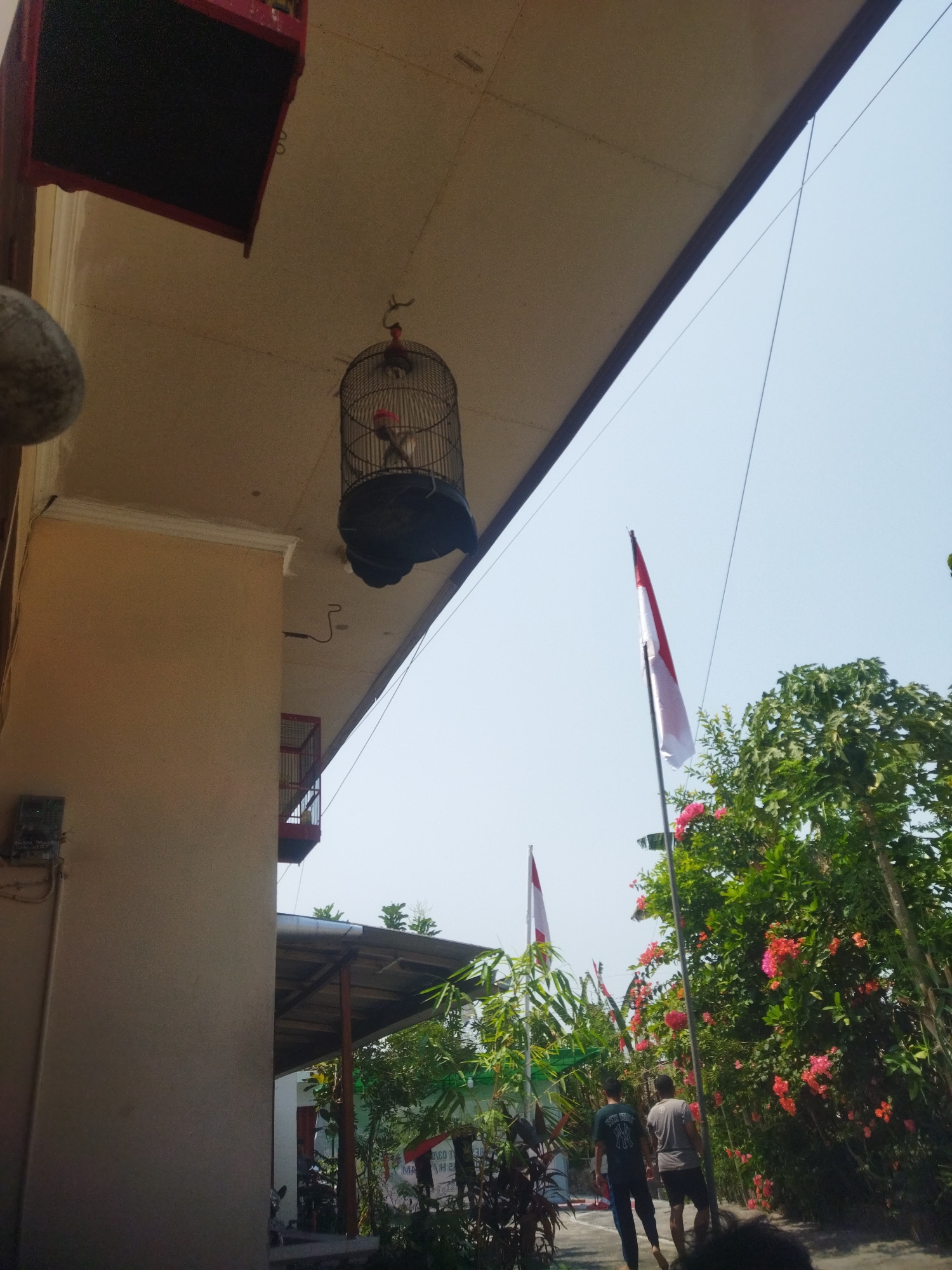 The image depicts an outdoor scene in Wonogiri, Indonesia. A bird cage is suspended from the underside of a roof overhang. Inside the cage, a bird with a red cap is visible. Below, two men are walking away from the camera, their backs to the viewer. One man wears a dark t-shirt with a "NY" logo and dark pants, while the other wears a grey t-shirt and dark shorts. Both are barefoot.
Dominating the right side of the frame is a large bush or small tree covered in vibrant pink flowers. To the left of the flowering bush, a flagpole flies a red and white Indonesian flag. Another smaller Indonesian flag is visible in the background. The scene appears to be illuminated by bright daylight, casting minimal shadows, suggesting the sun is high in the sky. The architecture suggests a residential or commercial area, with a building wall and a utility box visible on the left. A smaller bird cage is also visible on a balcony in the background.
