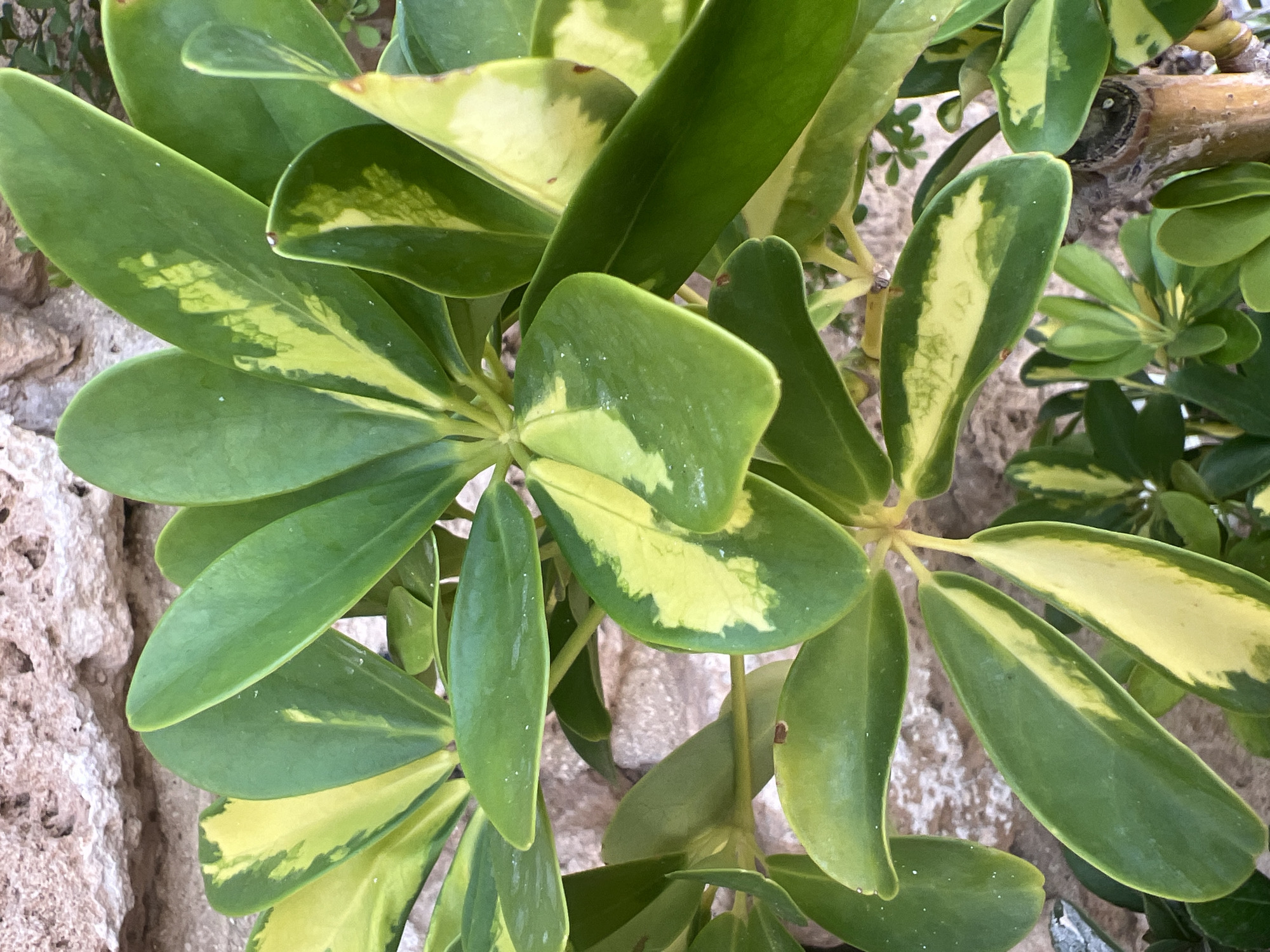A close-up, vertical, eye-level shot focuses on the variegated green and yellow leaves of a plant, likely a dwarf umbrella tree, set against a blurred background of a textured, light-colored stone wall. The leaves are glossy and appear to have water droplets on their surfaces. The plant's branches and a section of its brown trunk are also visible. The scene suggests an outdoor setting, possibly a garden or patio, in Hof HaCarmel Regional Council, Israel. There are no people or animals in the image.
