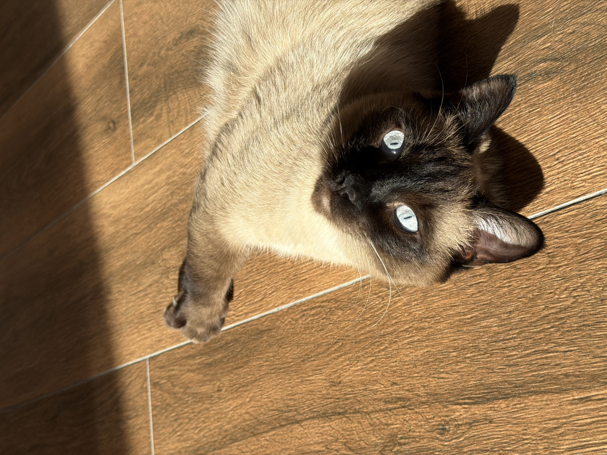 A Siamese cat lies on a wood-grain tile floor. The cat is positioned at an angle, with its head near the top right of the frame and its body extending towards the bottom left. Sunlight creates shadows across the floor and the cat's fur. The cat has blue eyes, a dark brown face, and tan fur. The floor is composed of long, narrow tiles with a light brown color. The location is likely indoors. There is no indication that the location is in the city of Steklyannyi, Russia.