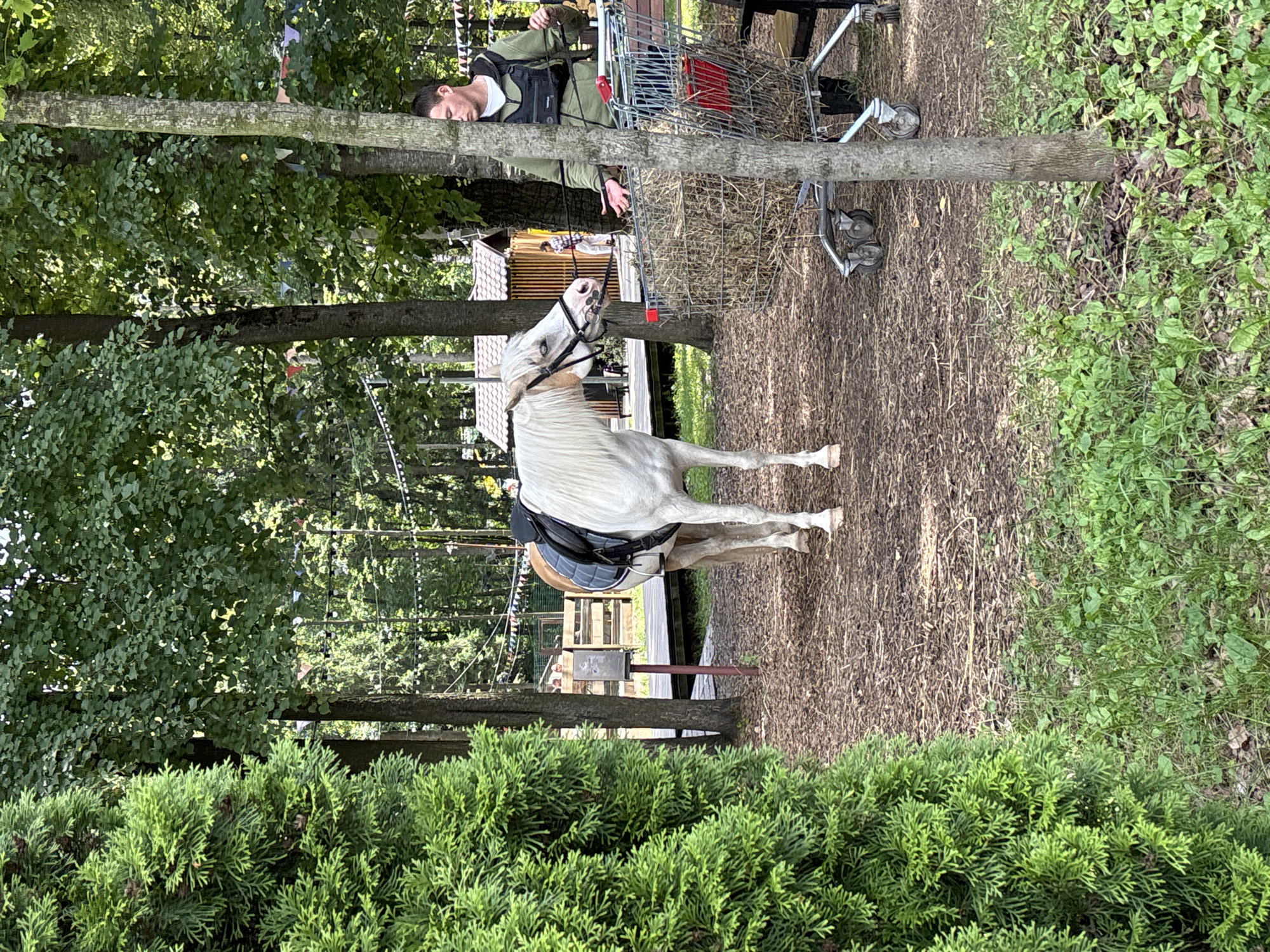 In Vnukovo, Russia, a white horse with a light brown saddle and bridle stands on a dirt path in a wooded area. The horse is facing left, with its mouth slightly open. Behind the horse, a man in a green hoodie and a black vest is standing next to a shopping cart filled with hay. The shopping cart has a red plastic basket. The environment consists of trees, bushes, and dry leaves on the ground. There are also some small buildings and a wooden fence in the background. Decorative flags are strung between trees. A large green bush is in the foreground on the left.