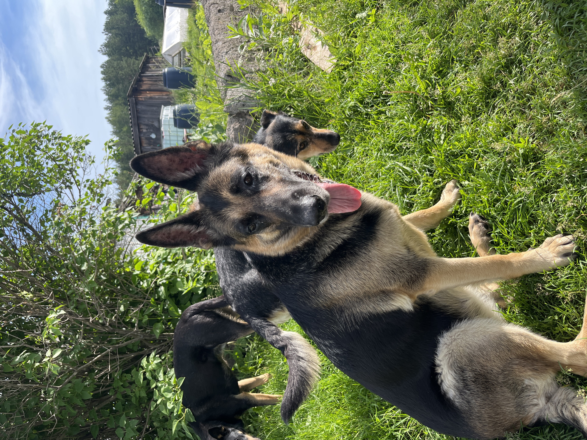 In the city of Nizhny Tagil, Russia, on a sunny day, three dogs are captured in an outdoor setting. A German Shepherd, with its tongue hanging out, sits prominently in the foreground, facing the camera. Behind it, a second German Shepherd is partially visible, and further back, a black dog stands. The dogs are on a grassy area with lush green foliage. In the background, several structures are visible, including a wooden building, a greenhouse, and large blue barrels. The sky is clear with some clouds.