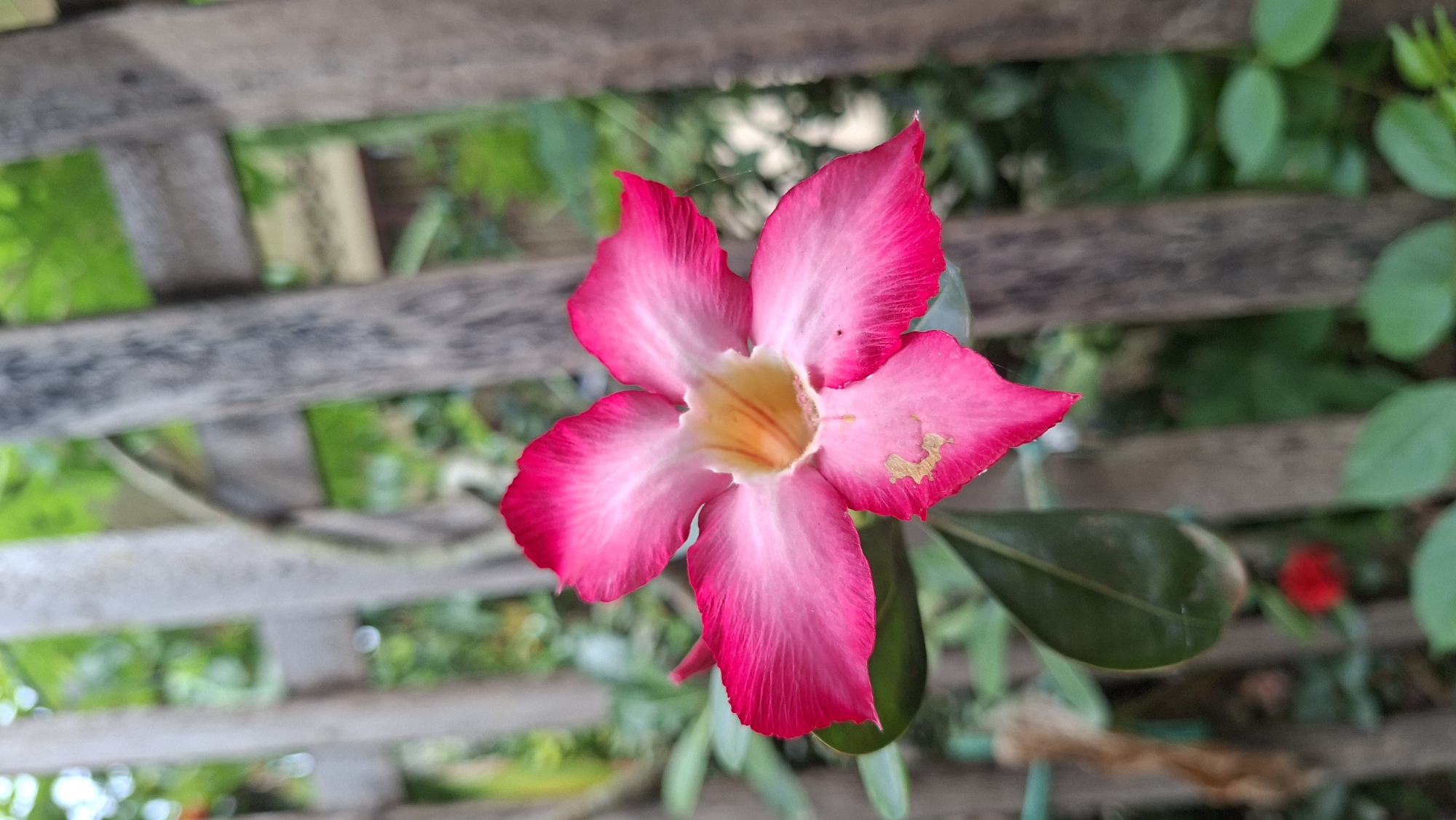 A close-up, top-down shot captures a vibrant pink and white Adenium flower, also known as a Desert Rose, in bloom. The flower's five petals, intensely pink at the edges and fading to a soft white towards the center, are spread wide, revealing a yellow and orange throat. The delicate veins are visible on each petal. One petal has a small, dry, light brown spot near its tip. A dark green leaf extends from the stem below the flower, and another is visible to the right of the bloom. In the background, blurred wooden slats, likely part of a fence or trellis, create a diagonal pattern. Beyond the slats, out-of-focus green foliage and hints of other colorful flowers, including a small red bloom, suggest a garden setting. The lighting appears to be natural daylight, creating a soft focus on the background and highlighting the flower's texture and color. The overall impression is one of natural beauty and serenity. The location context is Kutaglumpang, Indonesia. There is no visible text in the image.