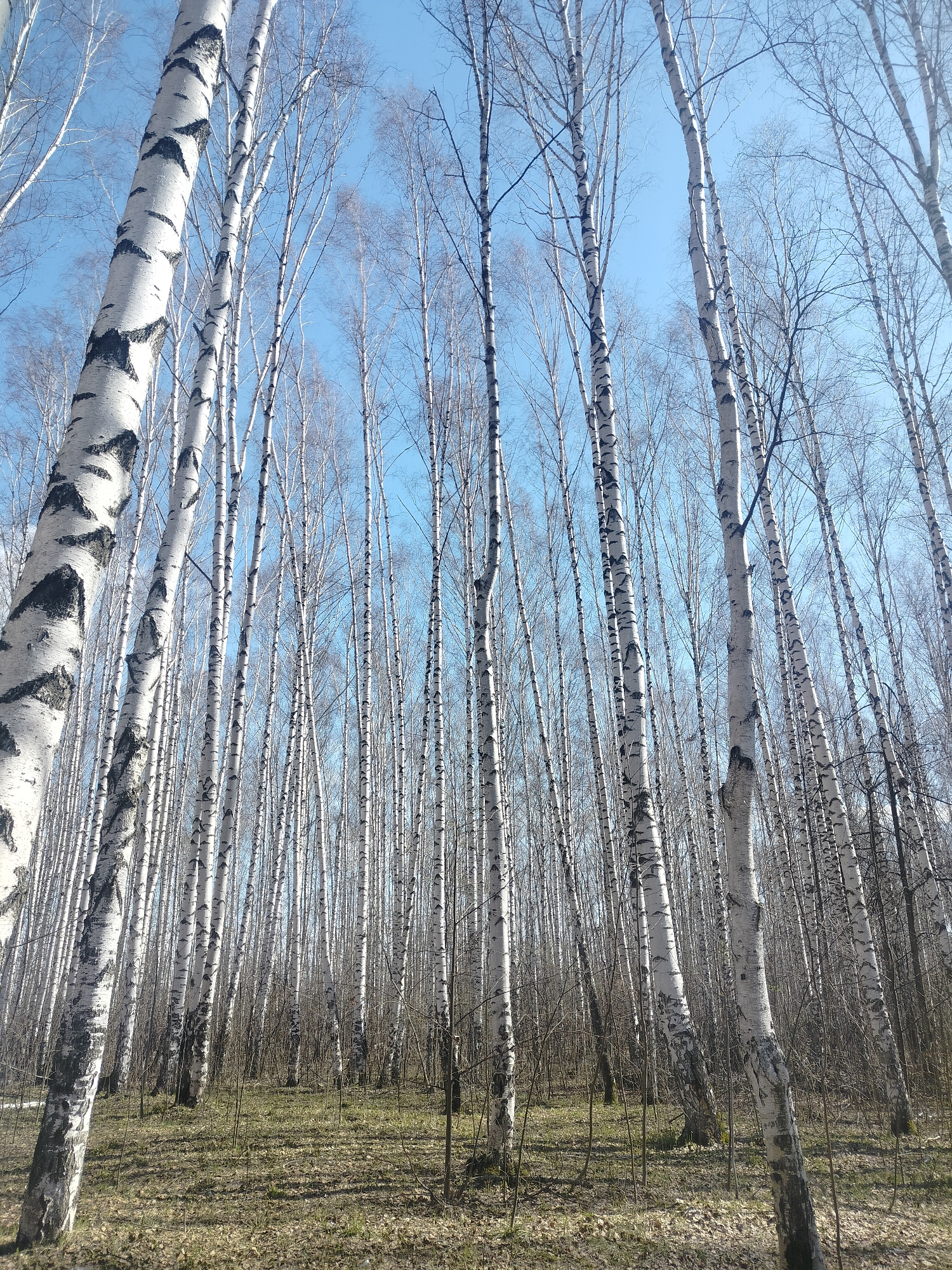 The image depicts a birch forest in the city of Chaikovsky, Russia. The scene captures a dense stand of tall, slender birch trees with distinctive white bark marked with black patterns. Most trees are bare, but some retain delicate, leafless branches. The ground is covered with dry leaves and sparse grass. The sky is a clear, pale blue.