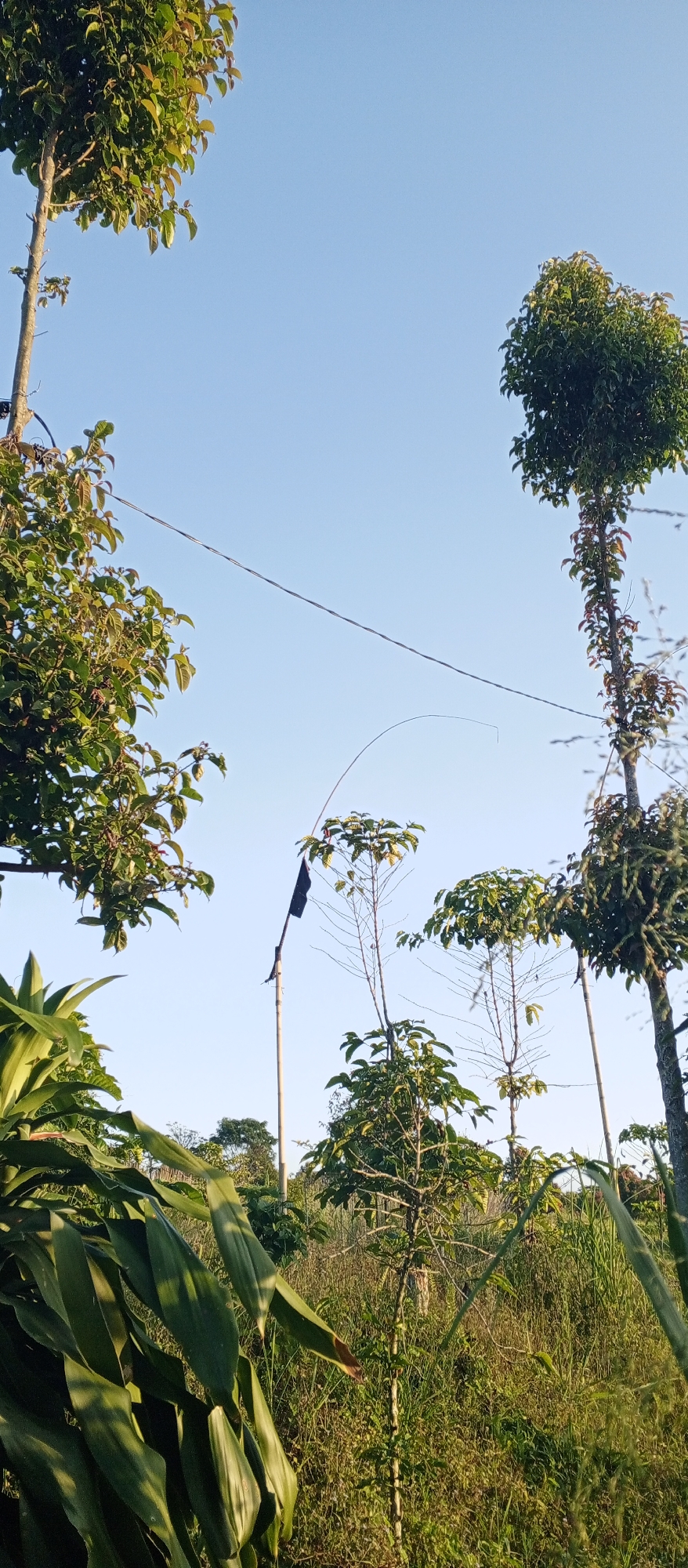 This is a vertical, eye-level, medium shot of a rural outdoor scene with clear blue sky. The foreground features lush green foliage and grasses. In the mid-ground, several slender trees of varying heights are visible, with some bearing leaves and others appearing bare. A black flag is attached to a tall, thin pole in the center-left of the frame. A thin wire stretches horizontally across the upper portion of the image. The background shows a dense line of trees and vegetation, and a subtle hint of a structure or utility pole in the far distance. The lighting suggests it is daytime, with sunlight illuminating the scene. The location is specified as Ruwan Eliya, Sri Lanka.