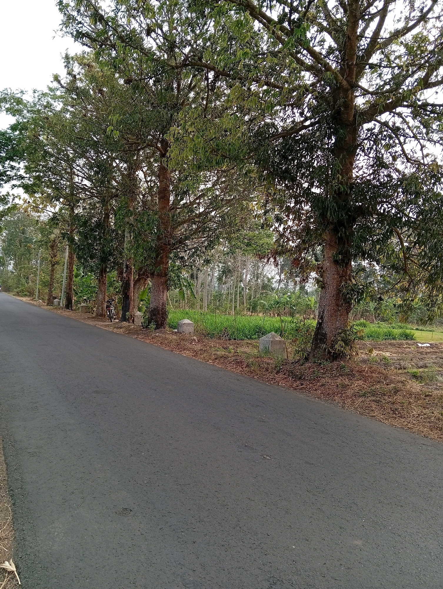 This image depicts a paved road in Bendorejo, Indonesia, lined with mature trees on the right side. The road surface is asphalt and appears to be in fair condition with some minor imperfections. The trees are tall with full canopies of green leaves, some showing moss and vines growing on their trunks. To the right of the road, a grassy field stretches out, interspersed with some dry vegetation. In the middle ground, there are a few stone markers along the edge of the road. A motorcycle is parked on the side of the road near one of the trees. In the background, a dense collection of thinner trees and foliage is visible. The sky is overcast, suggesting diffused lighting.