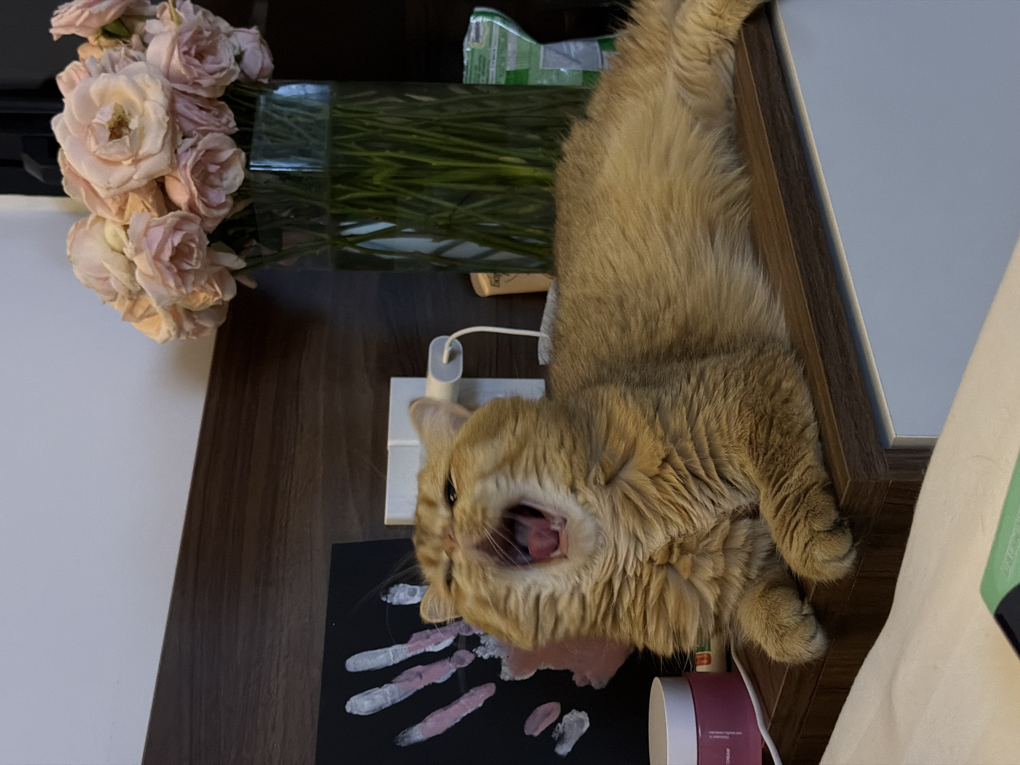 The image shows an orange cat yawning on a wooden surface next to a black artwork with white handprints. A vase filled with pink roses stands behind the cat. The scene is indoors, likely a home environment, as suggested by the presence of personal items and decorative elements. There are no visible indicators of the location being in Đà Nẵng, Vietnam.