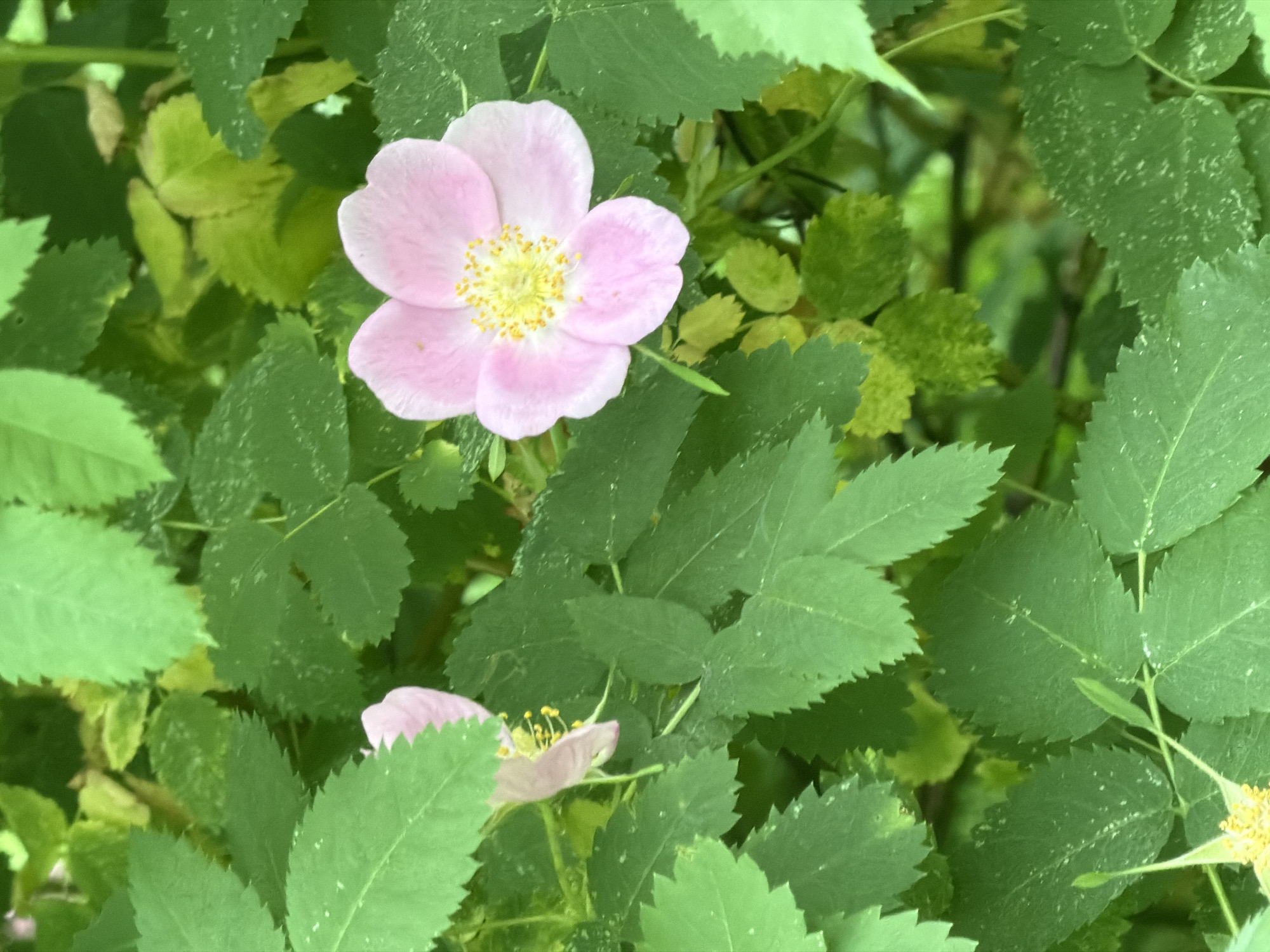 A close-up shot focuses on a pink flower with a yellow center, nestled among green leaves. The leaves appear to be slightly serrated along their edges. Another partial pink flower is visible at the bottom. The location is Khimki, Russia.
