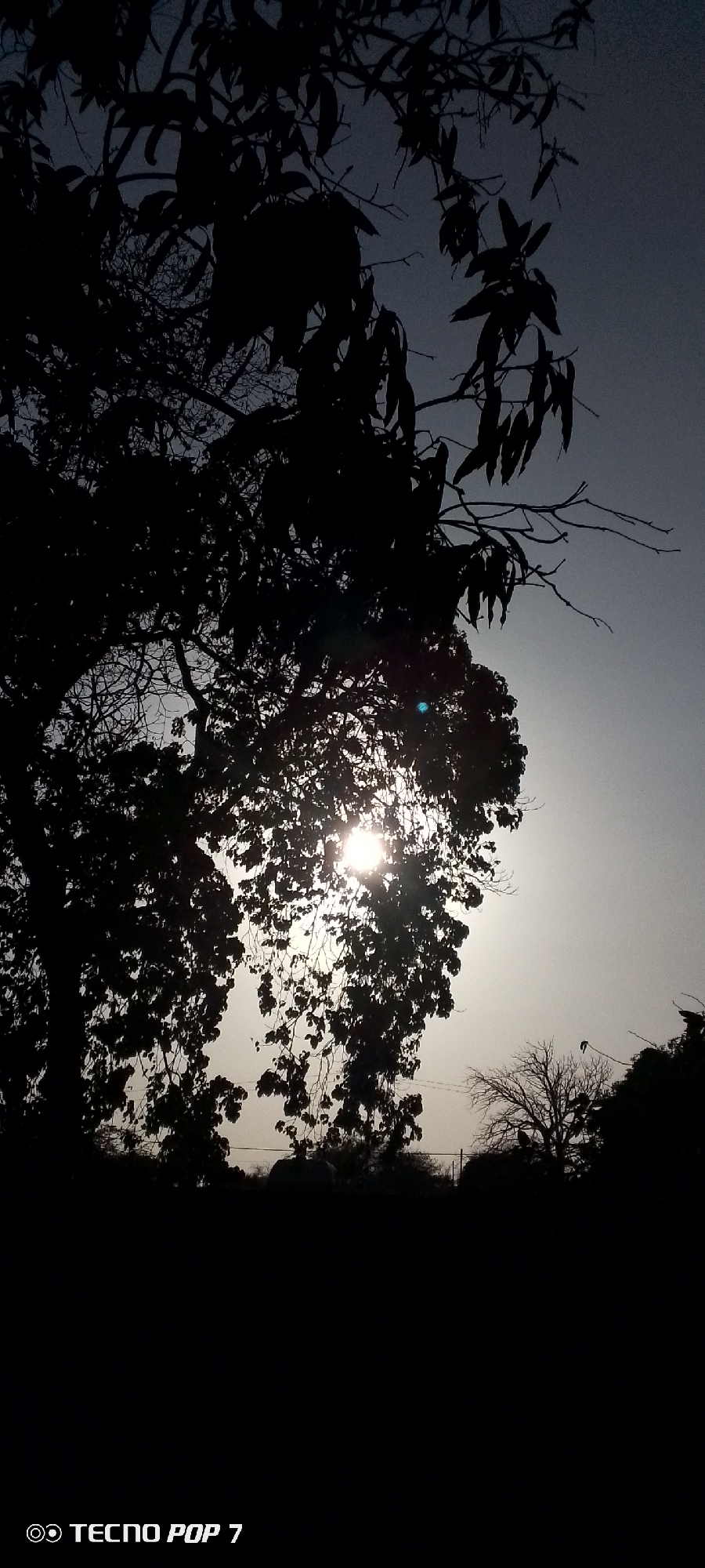 The image shows a silhouetted view of trees with the sun shining through the leaves. The scene appears to be outdoors during either sunrise or sunset, given the bright sun against the light sky.
There are no people visible in the image. It is impossible to determine the location in the city of Altagracia, Venezuela or any other specific details without additional information.