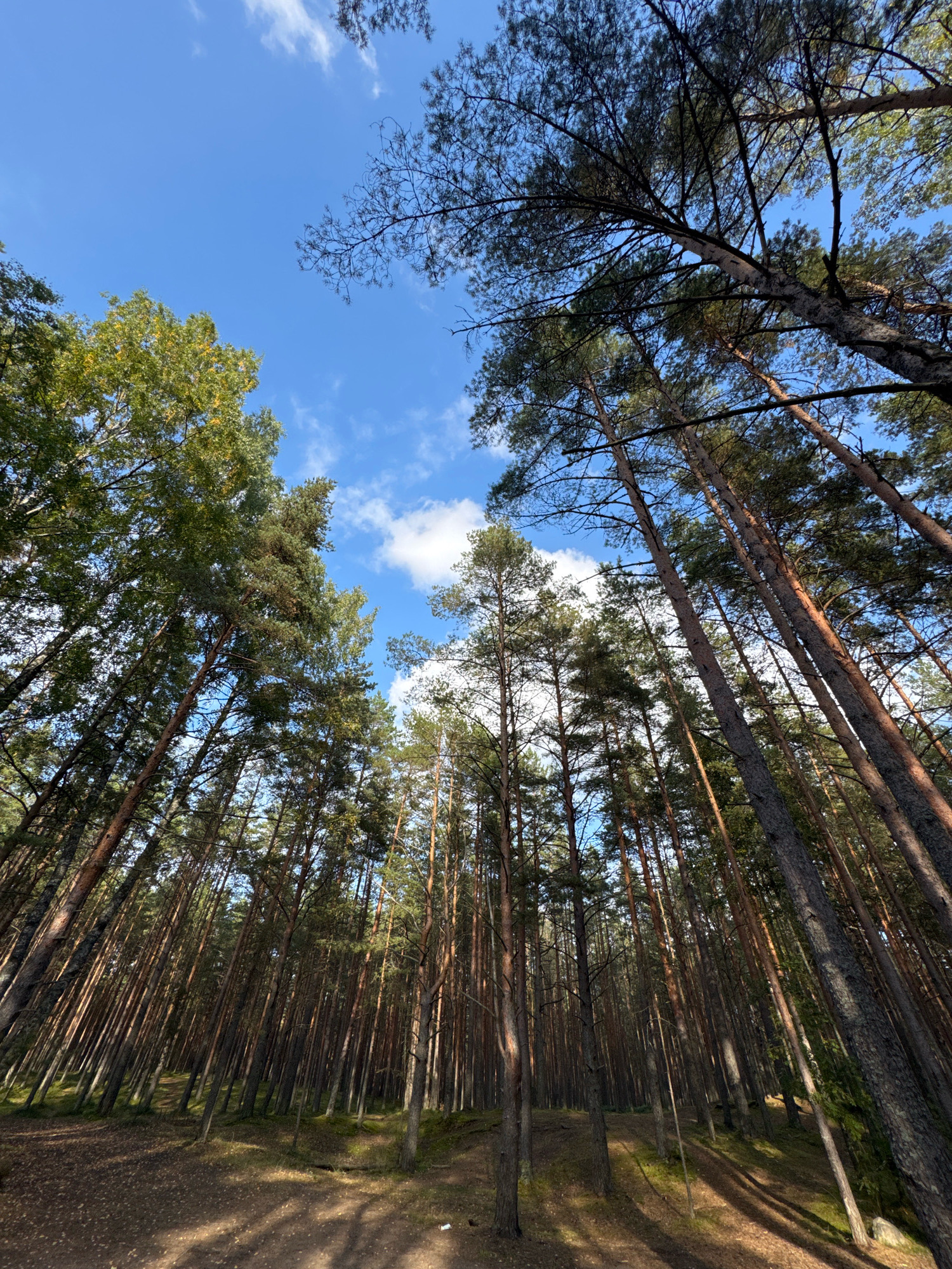 This media file depicts a forest in Solnechnoye, Russia. The scene is characterized by tall, slender pine trees that dominate the frame, their trunks rising towards a clear blue sky dotted with a few wispy white clouds. The perspective is from a low angle, looking upwards, emphasizing the height and density of the forest. Sunlight filters through the canopy, casting long shadows on the forest floor, which is covered with fallen leaves and pine needles. The ground appears uneven, with gentle slopes and patches of greenery.
The time of day appears to be daytime, likely afternoon, given the angle and length of the shadows. The weather seems pleasant, with a clear sky and sunlight, suggesting a mild or warm day. The emotion conveyed is one of natural serenity and quietude, typical of a forest environment. There are no people or objects visible in the image, and no visible text. The location is specifically identified as Solnechnoye, Russia, which provides a geographical context for the coniferous forest scene.