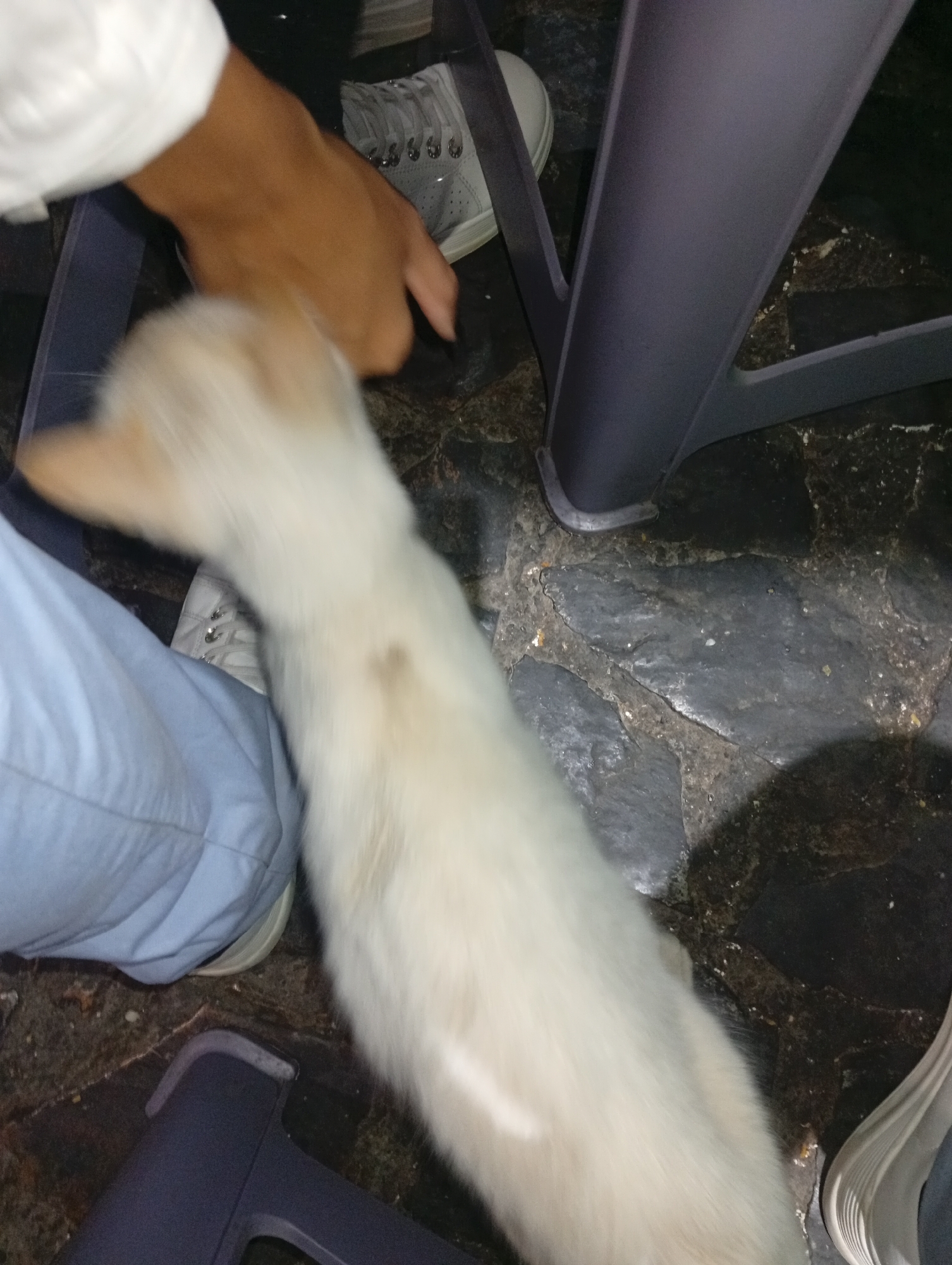 A white cat stands on a stone floor near three people. The cat is in focus. The location is Juan Griego, Venezuela. The people are wearing light-colored clothing and shoes. A hand is reaching towards the cat. A piece of furniture is in the background.